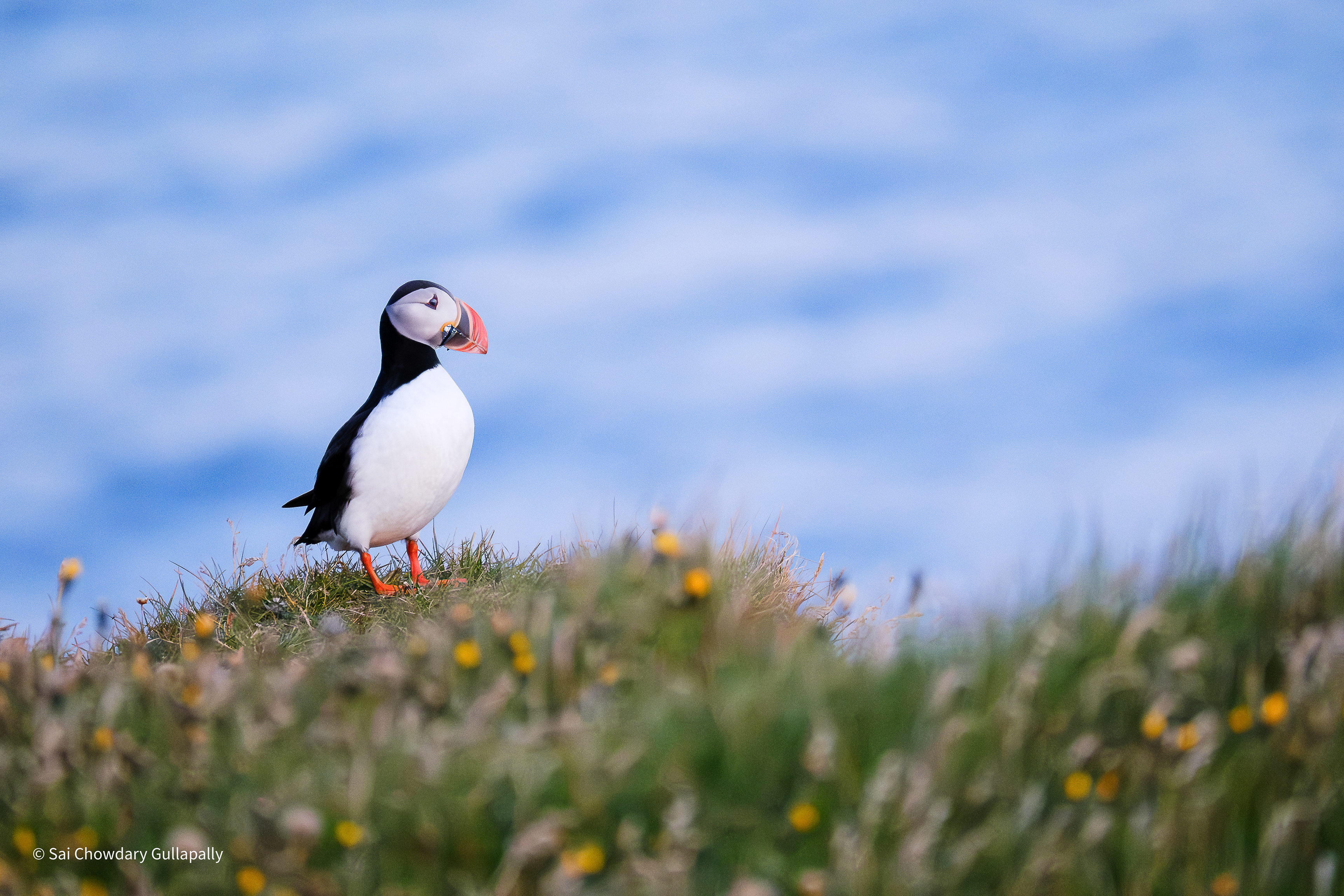 Heimaey, Iceland, 2025