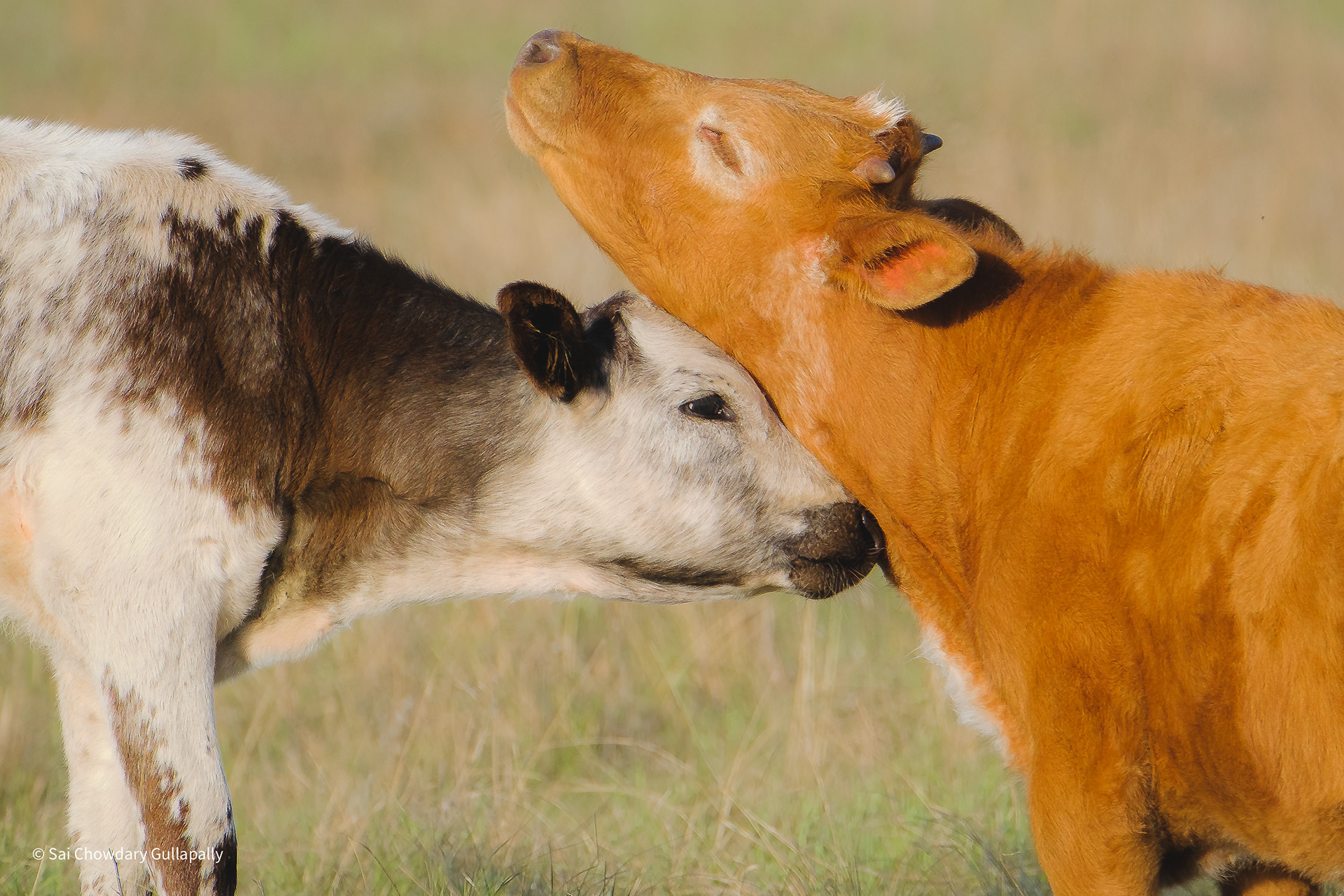 Wichita Mountains, Oklahoma, USA, 2025