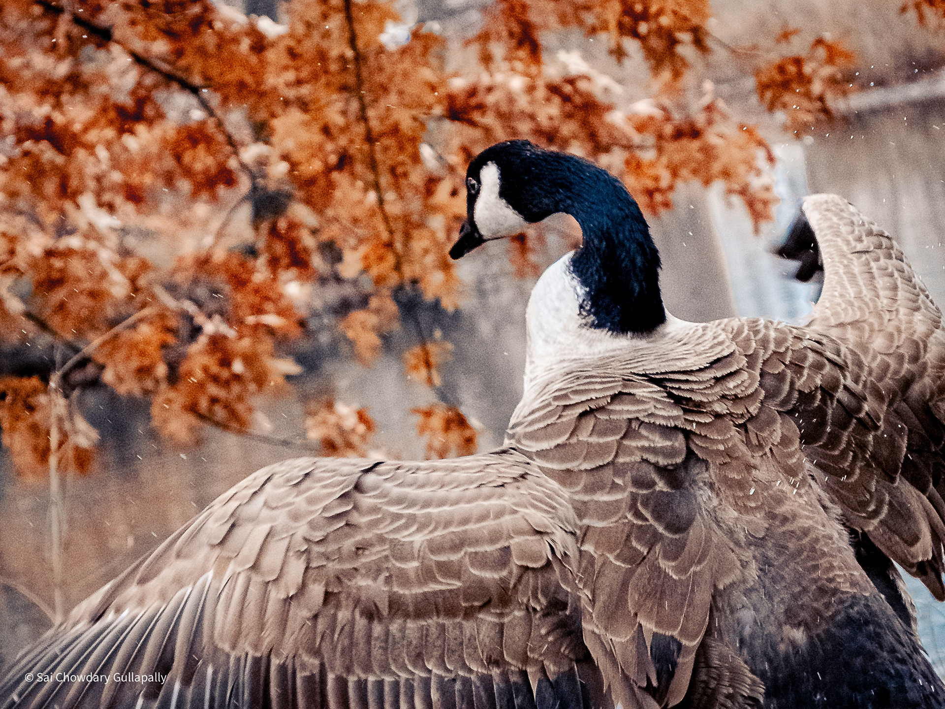 Boston, Massachusetts, USA, 2020