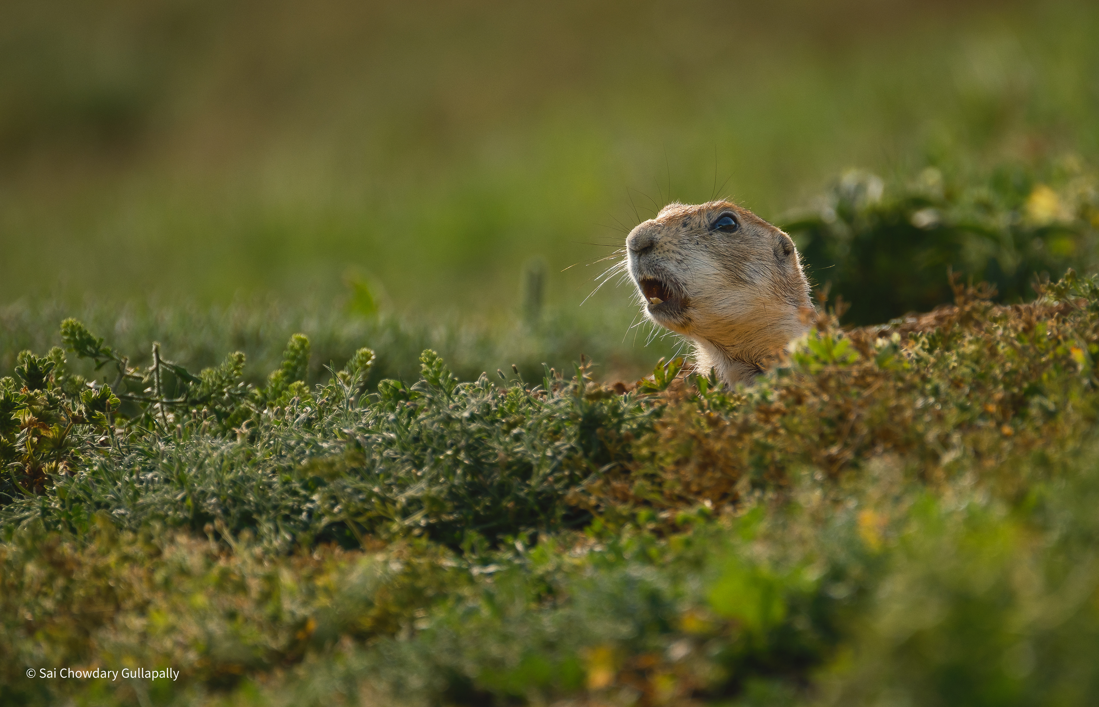 Lawton, Oklahoma, USA, 2025