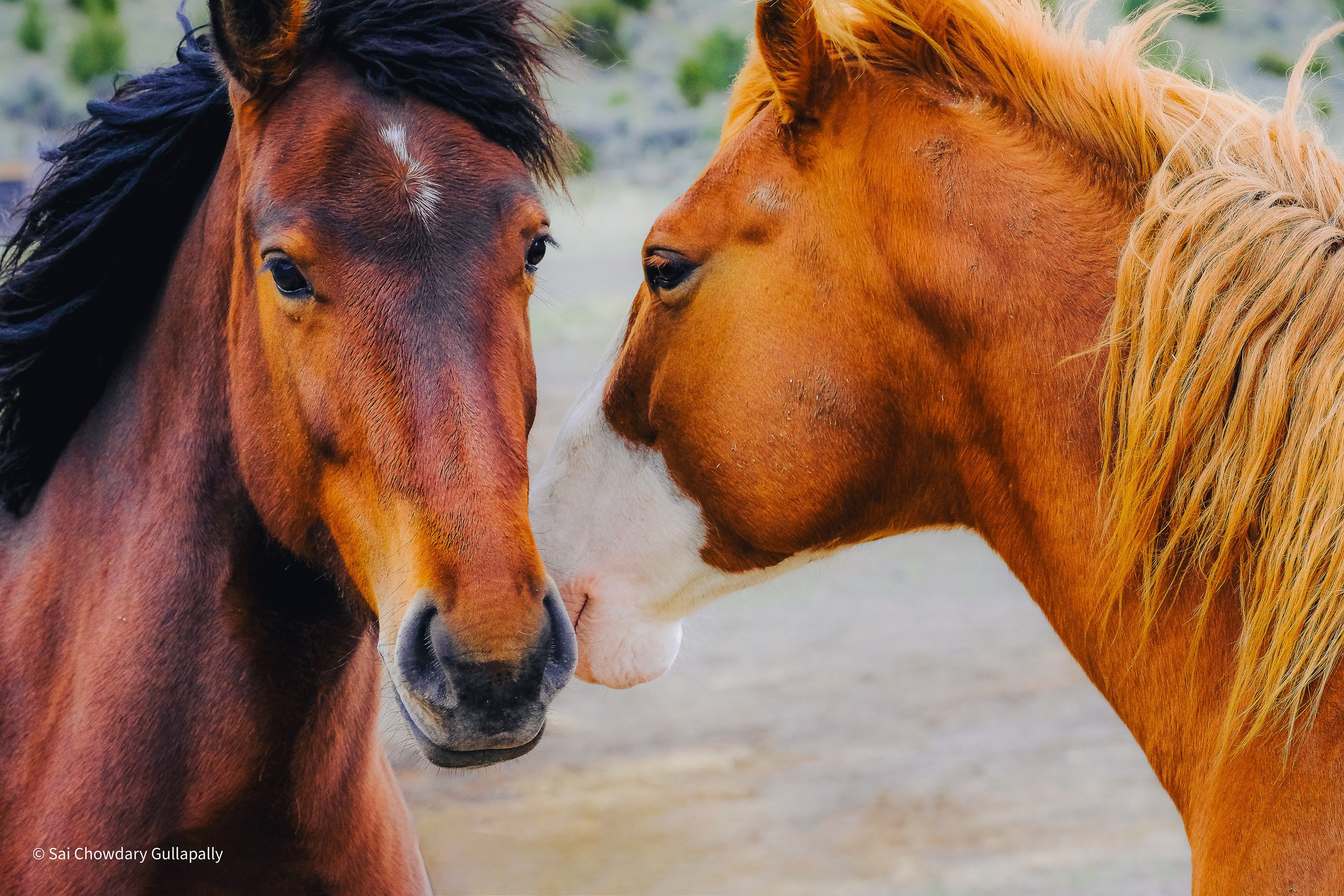 Emigrant, Montana, USA, 2022