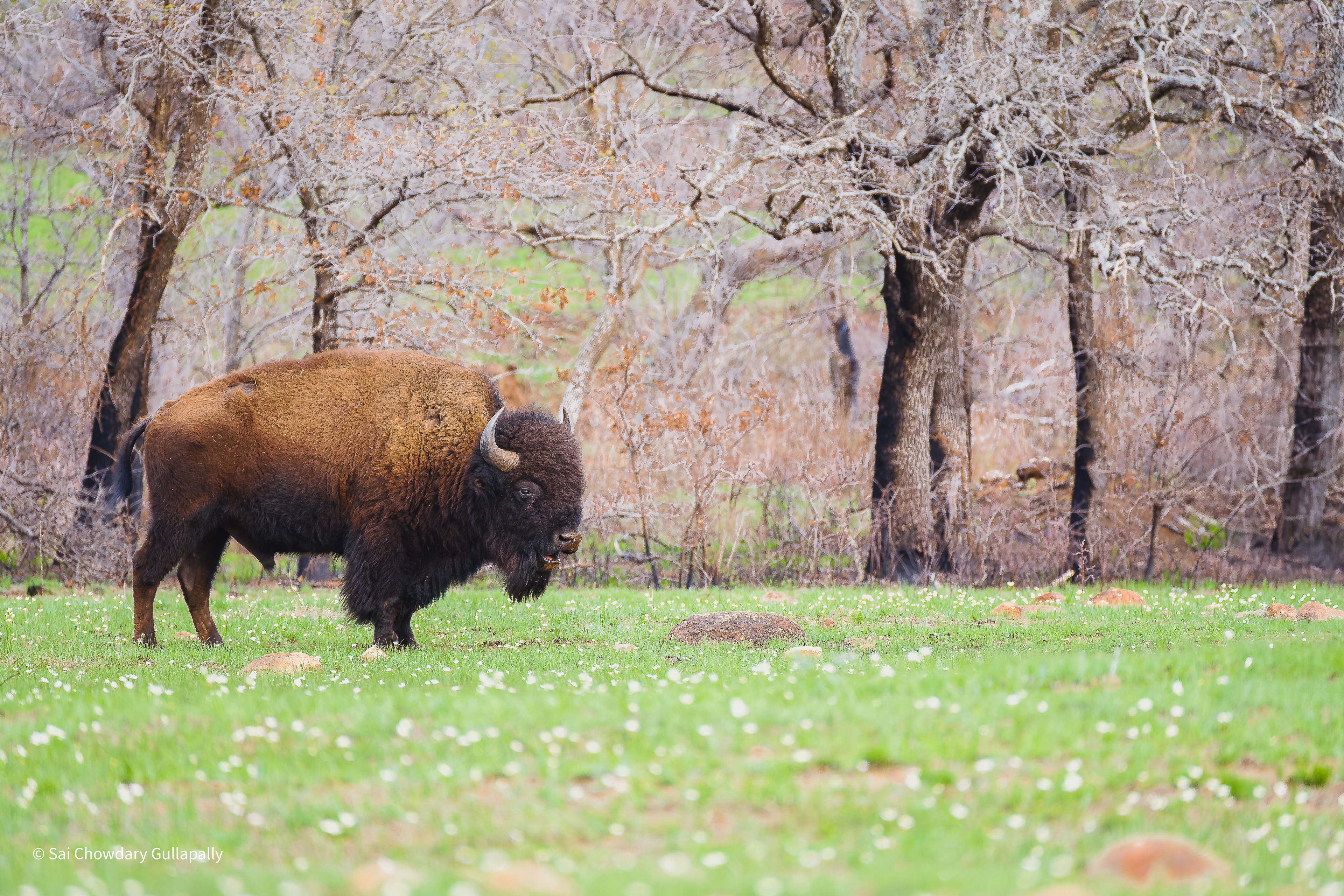Wichita Mountains, Oklahoma, USA, 2025