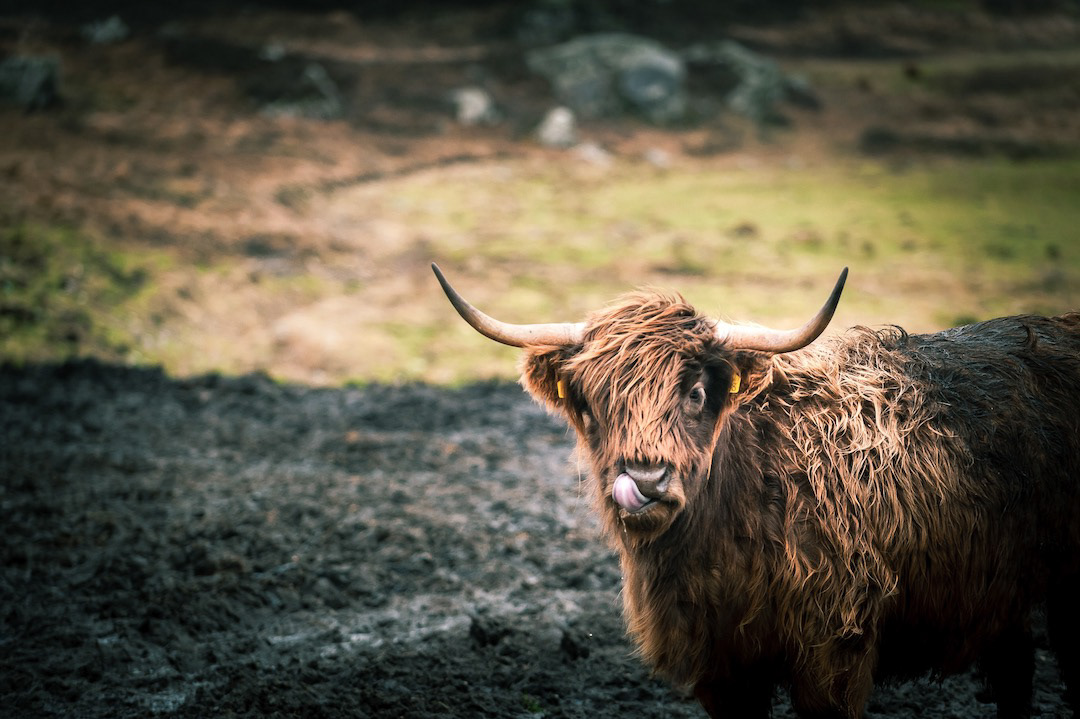 Highland cow Donegal Ireland