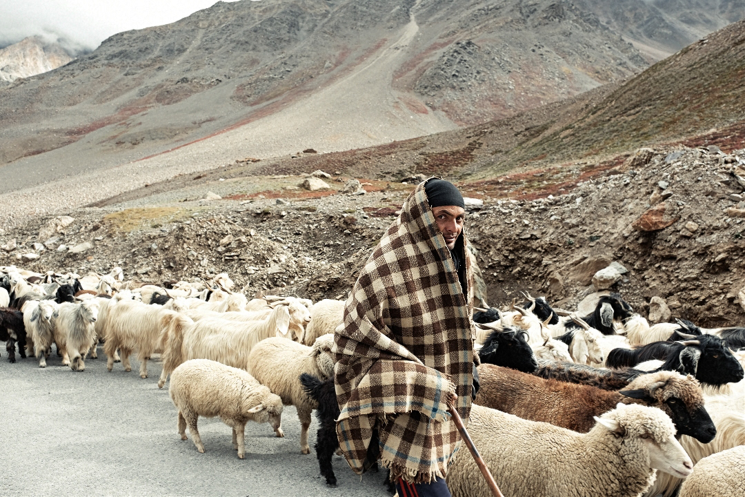 Shepherd on Rohtangpass India 