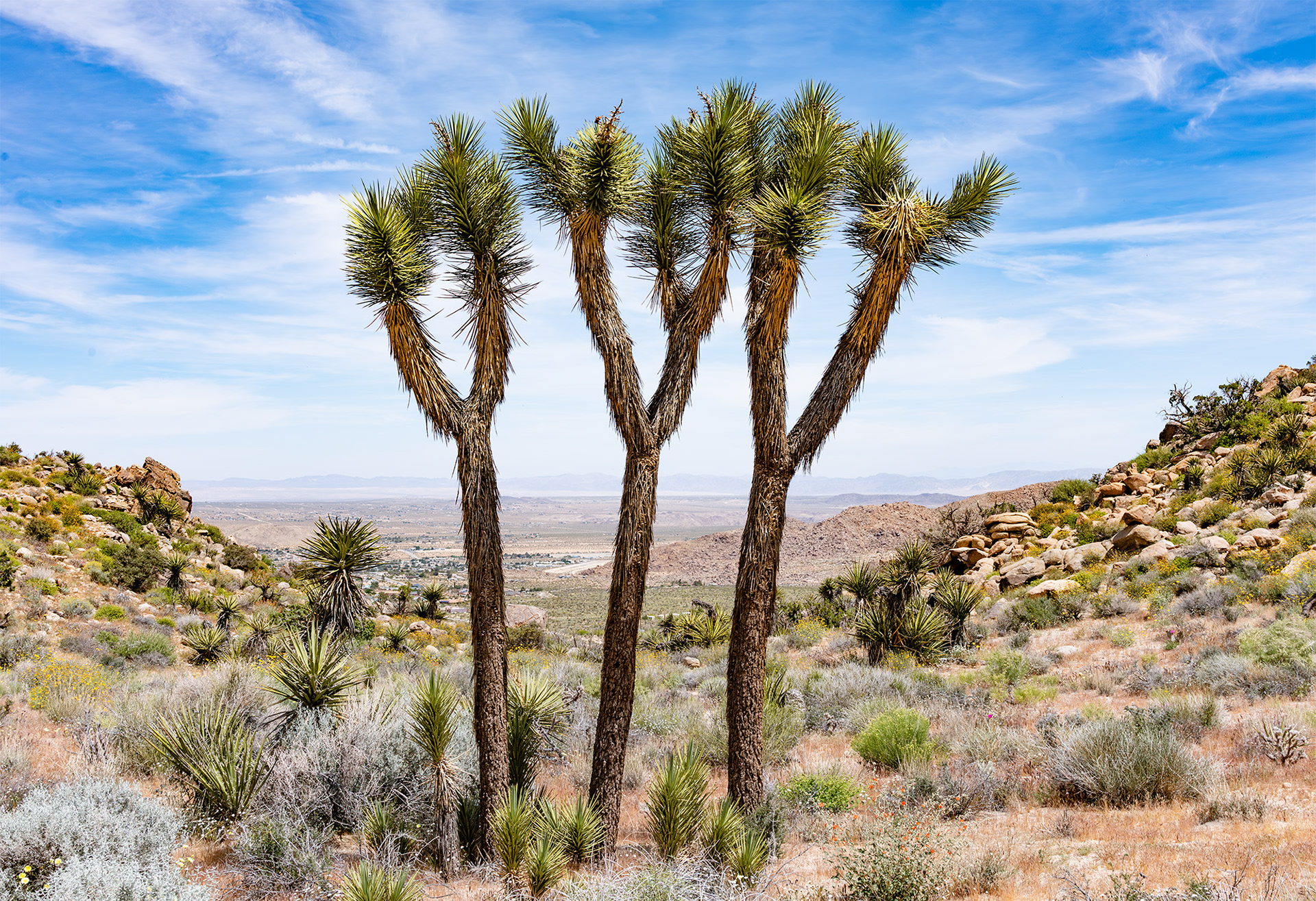 4/16/2017 - Joshua Tree, CA