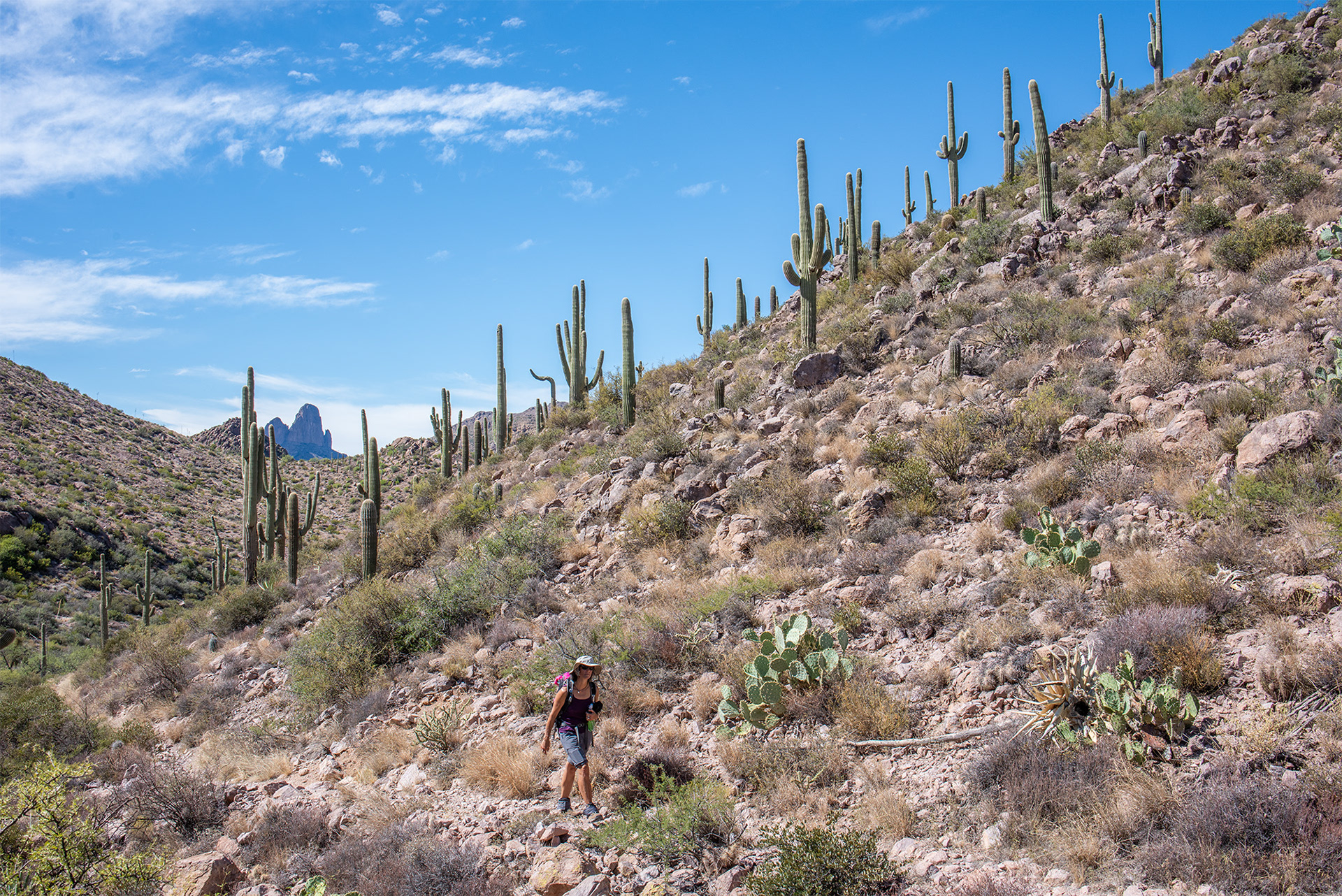 Six hour hike. Tonto National Forest -  Peralta - hardly see the trail