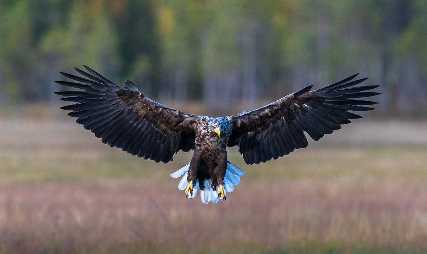 Havørn i skogen