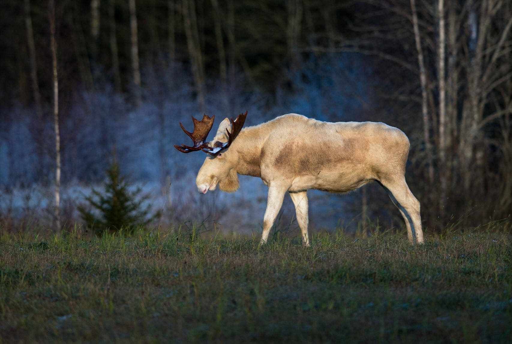 Hvit elg, Värmland
