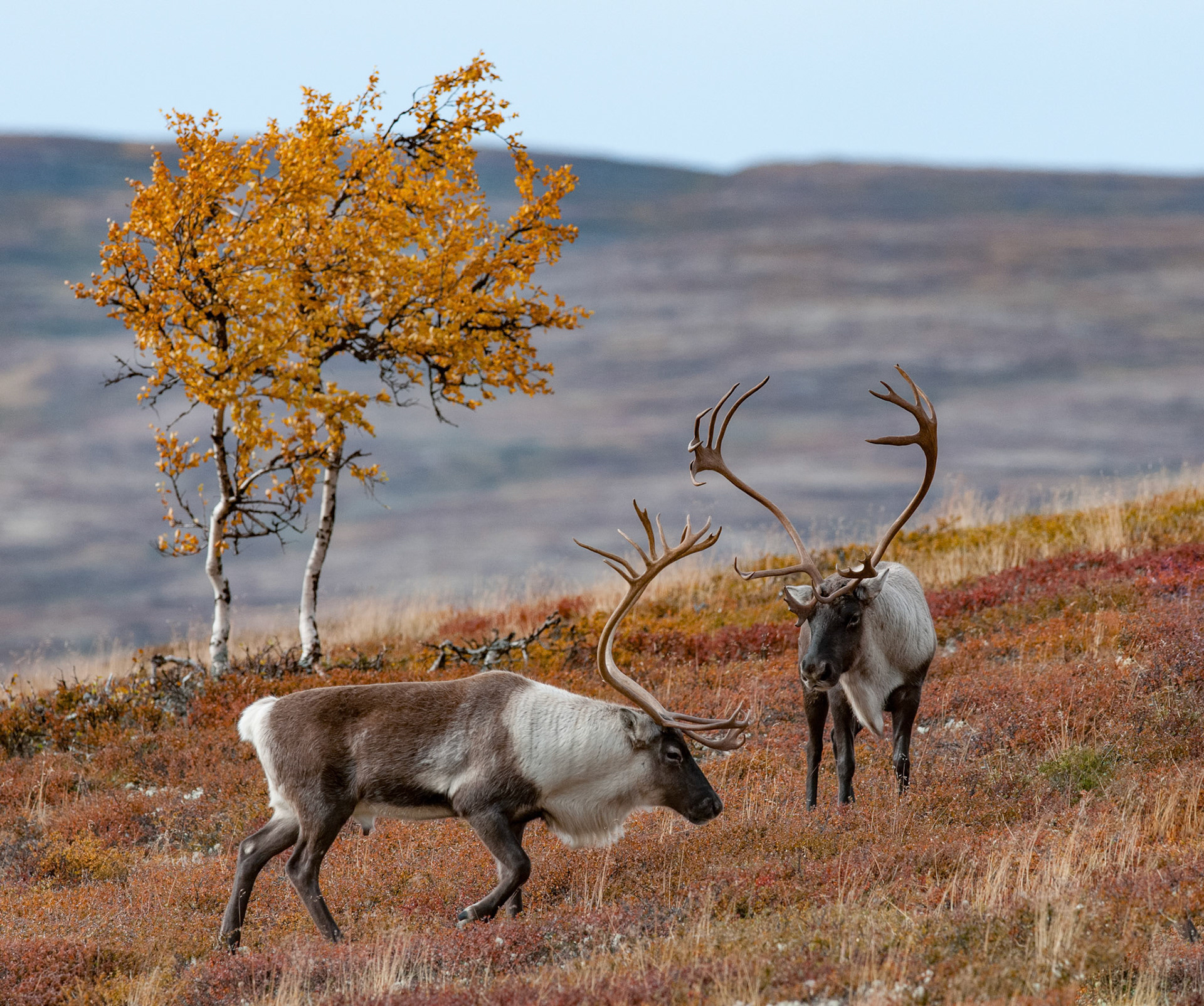 Rensdyr i fjellet