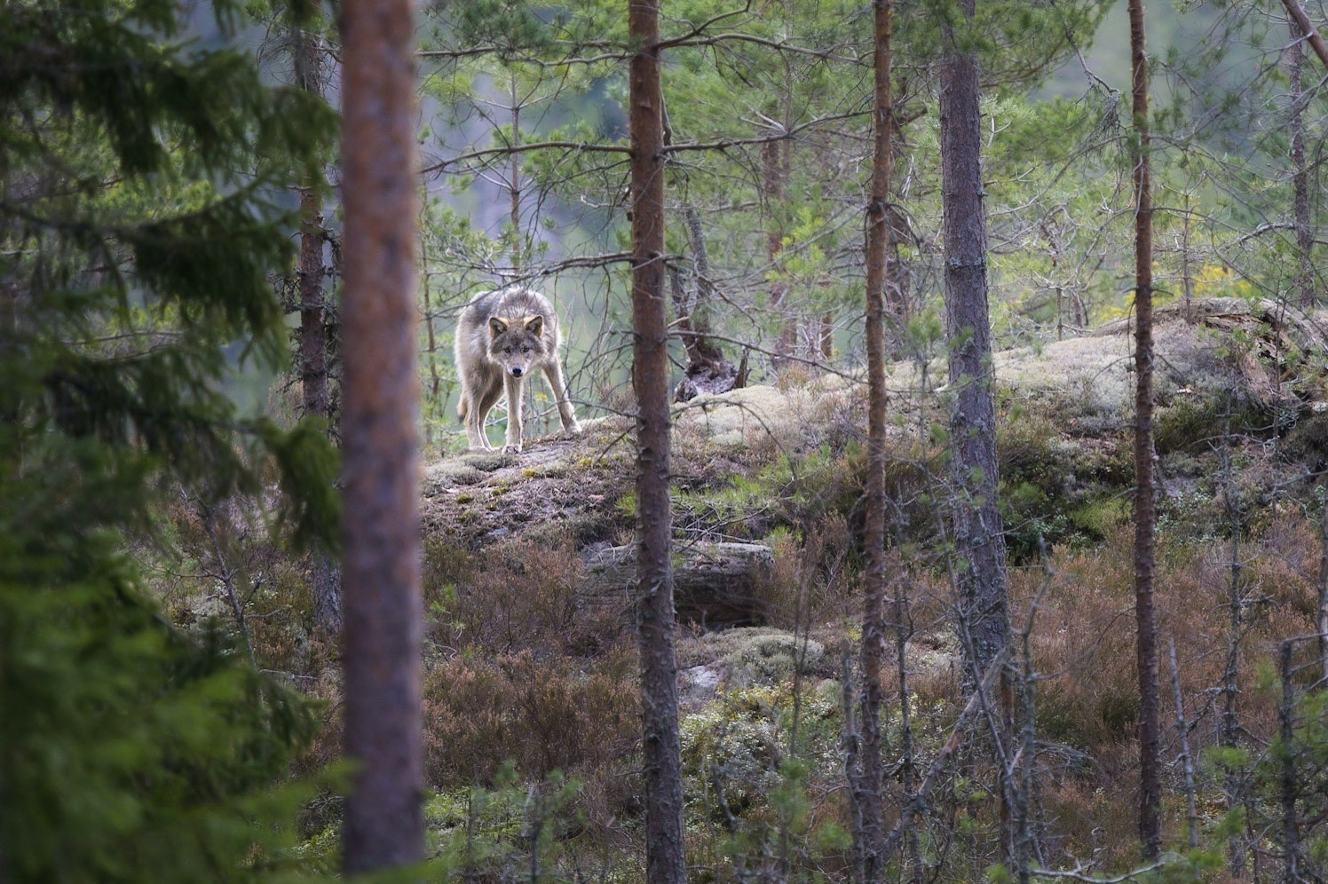 ulv i Lillestrøm kommune