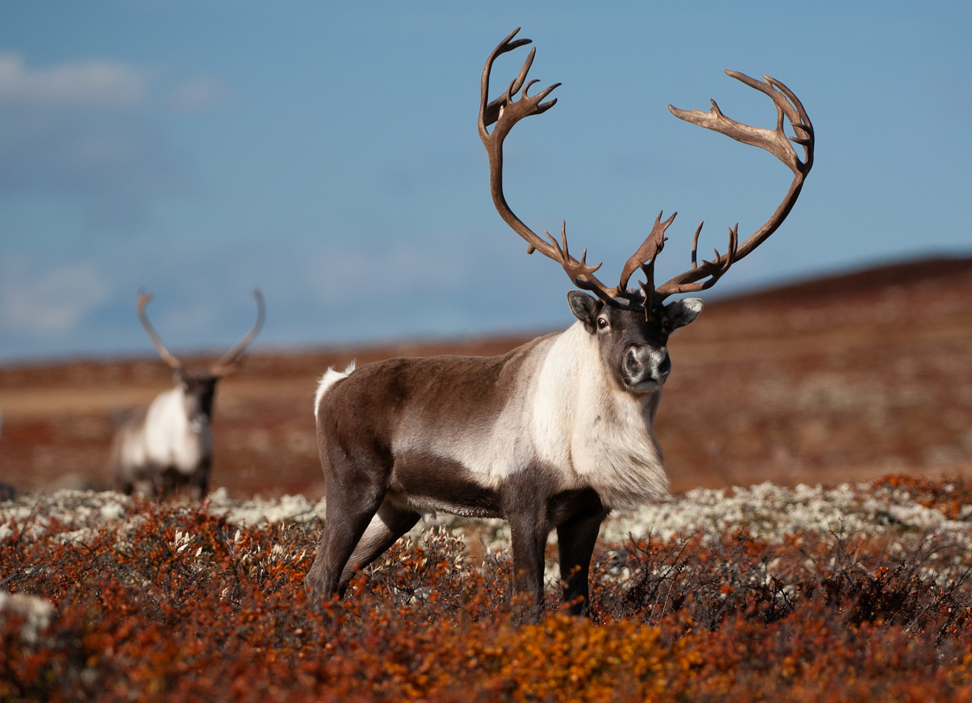 Rensdyr (Rangifer tarandus), Reindeer, Caribou, Rein,Villrein, Ren, Hjortedyr, (Cervidae), Parrettåede hovdyr, (Artiodactyla