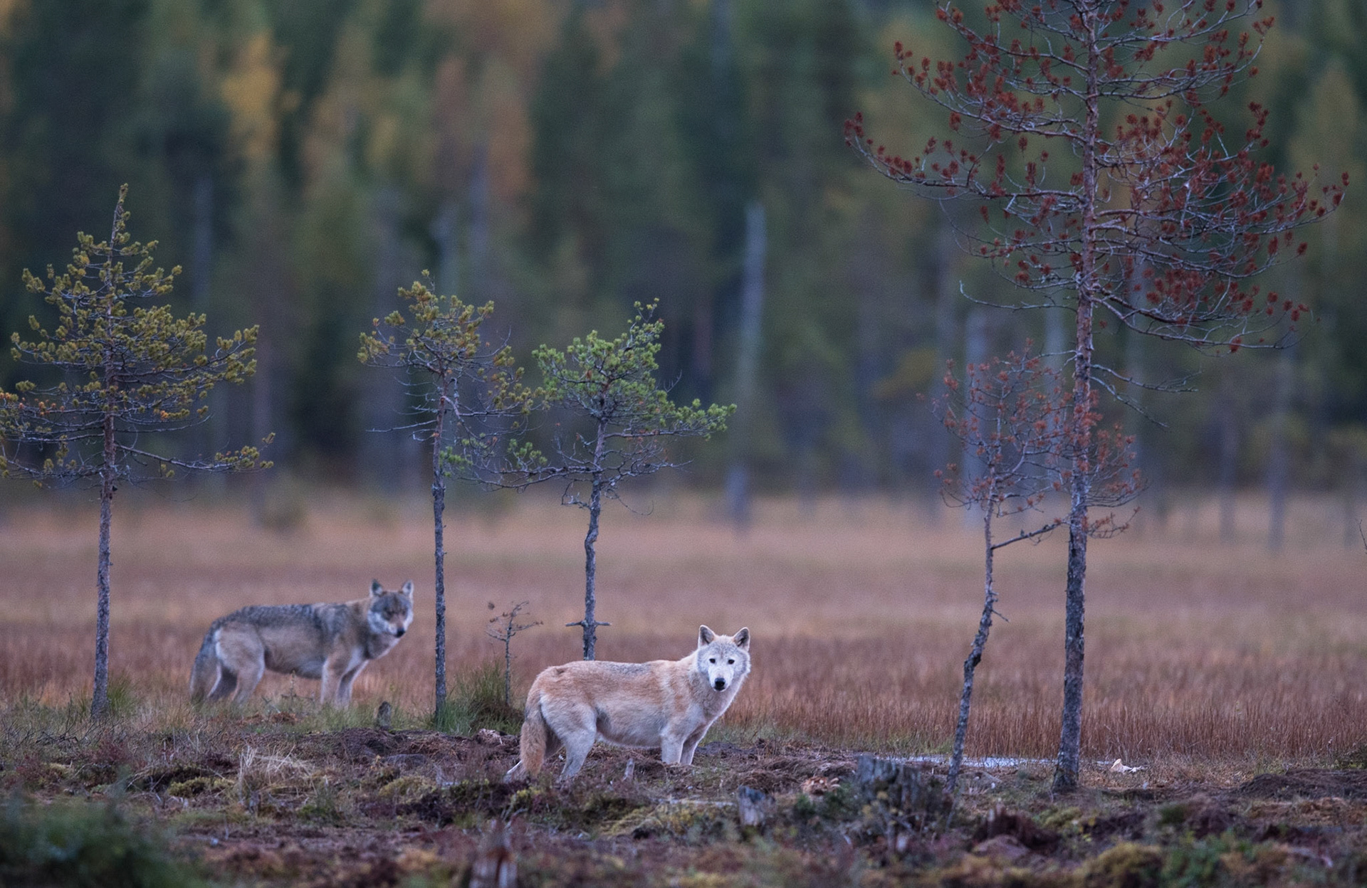 Alfaparet på myra
