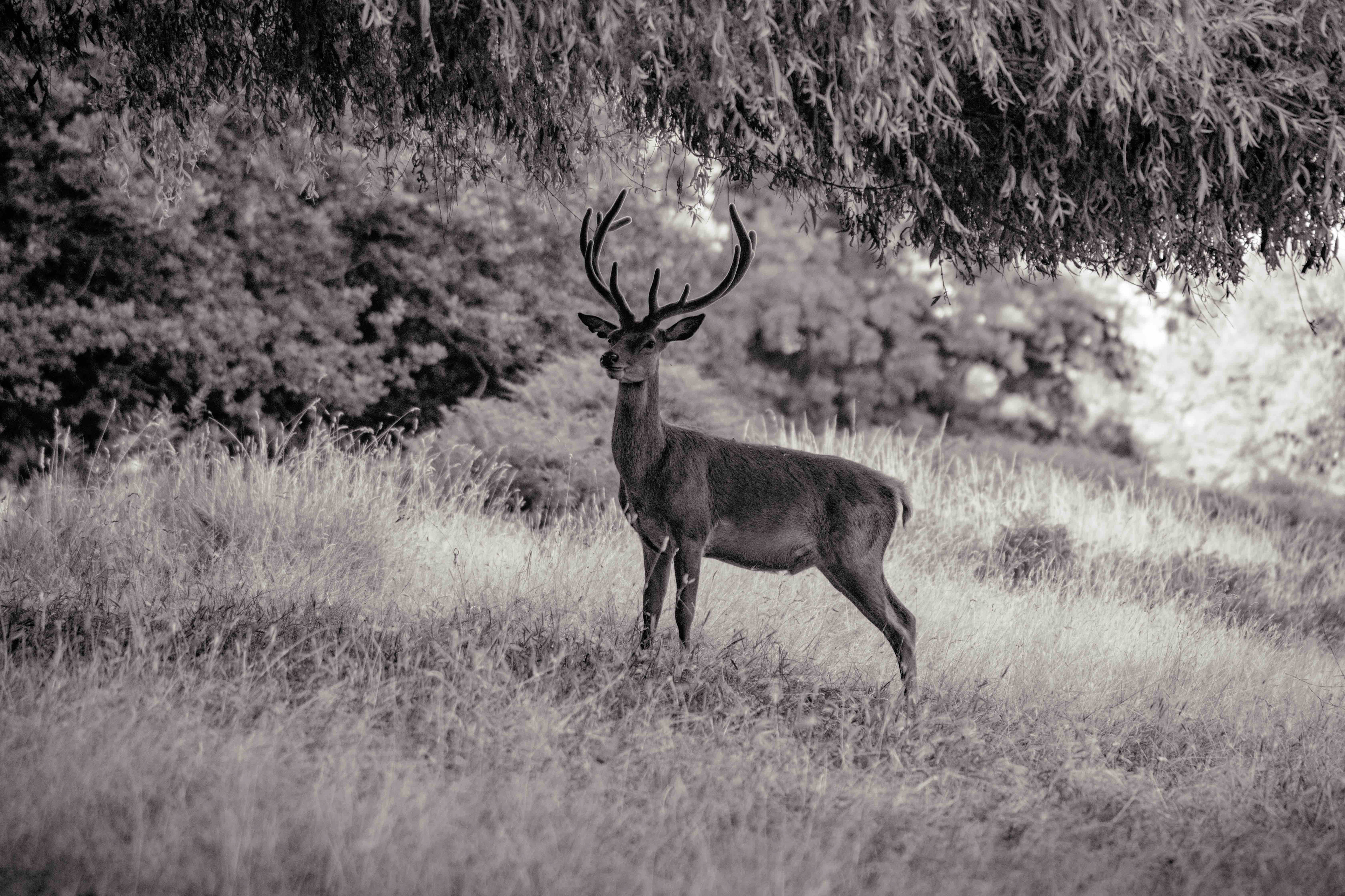 Nature Photography - 2018