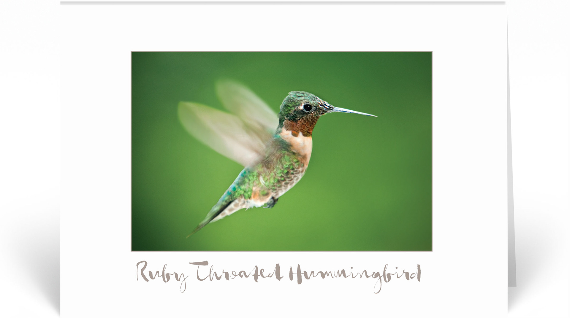 Ruby Throated Hummingbird