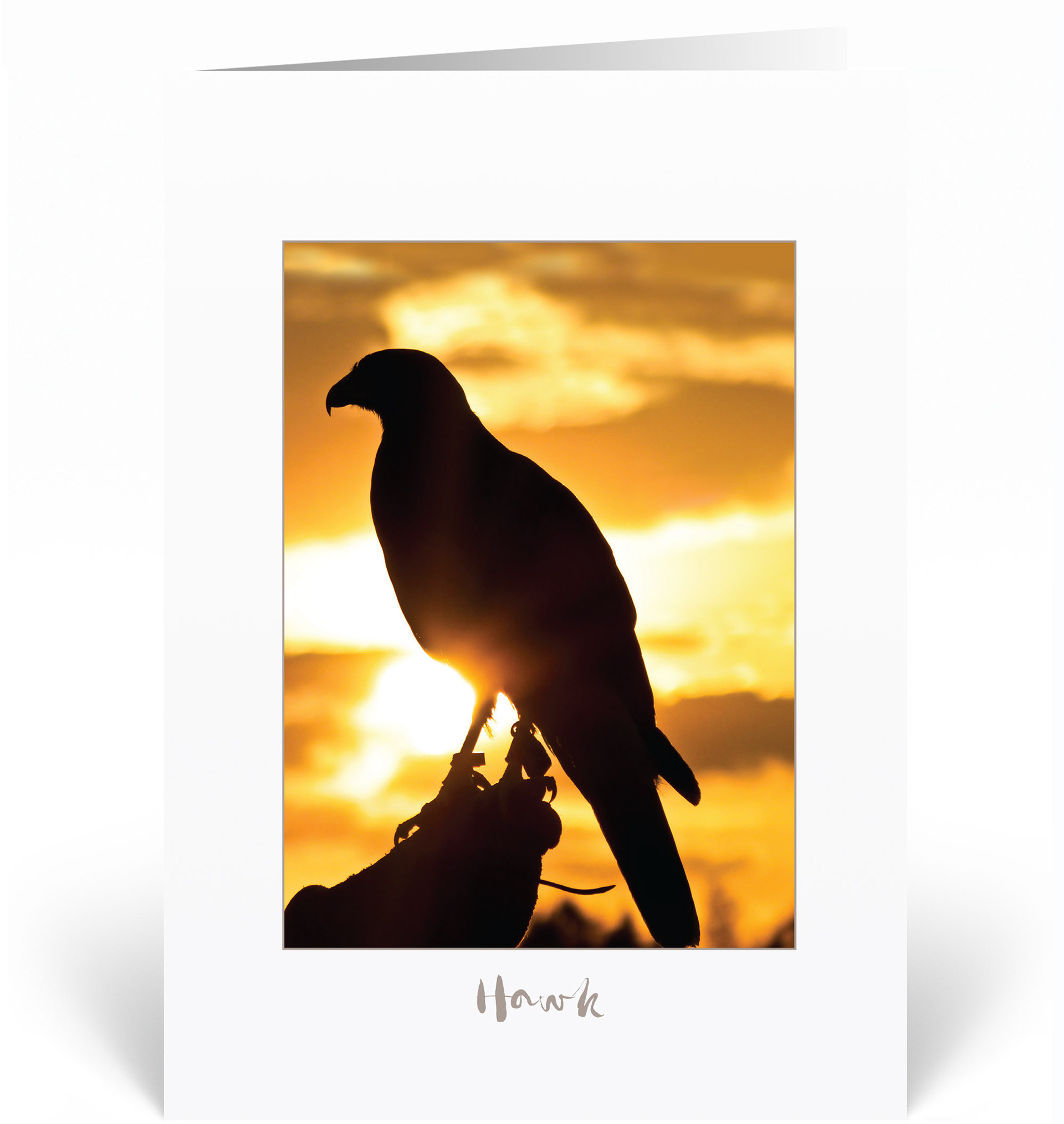 Hawk