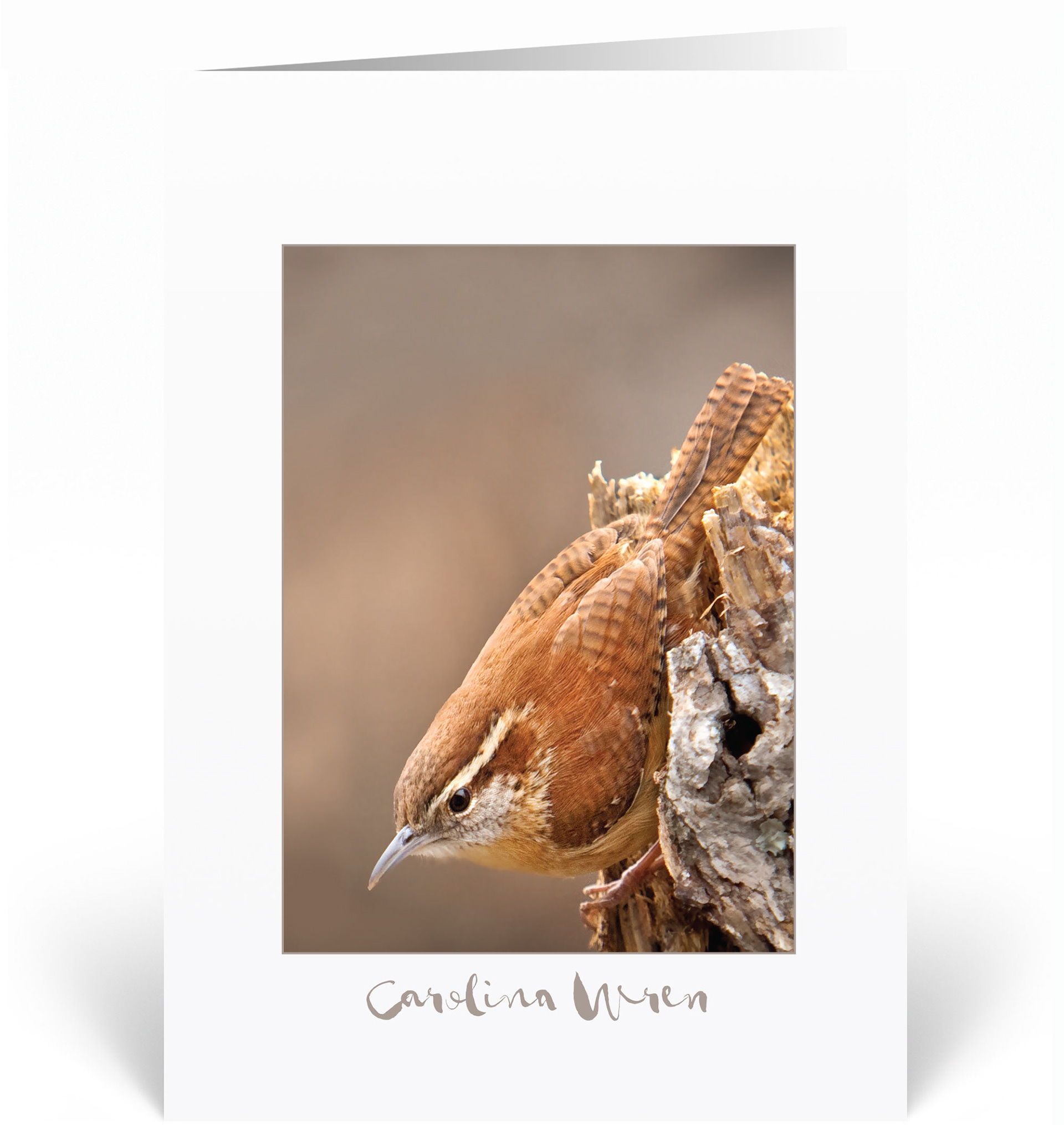 Carolina Wren