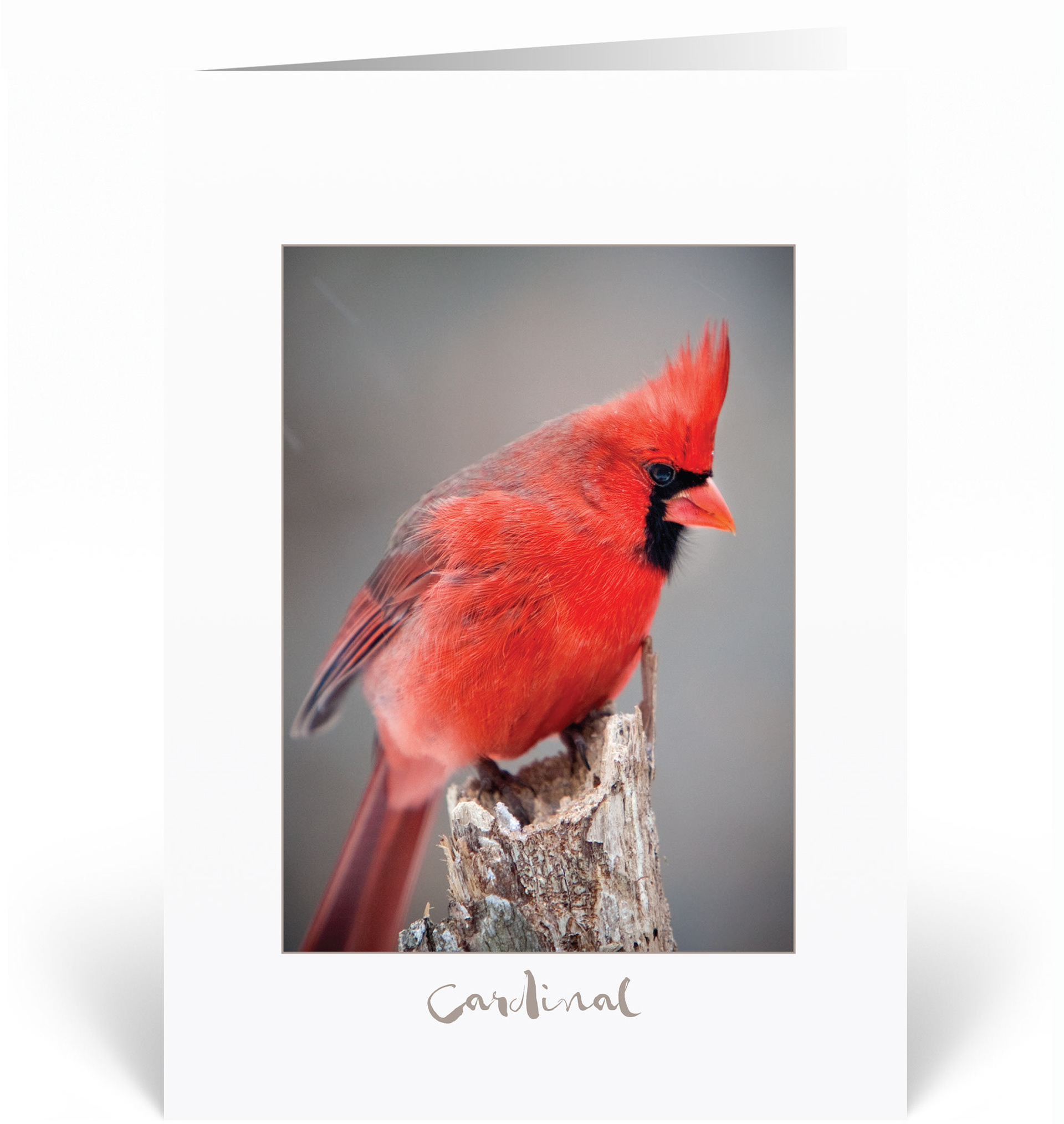 Cardinal