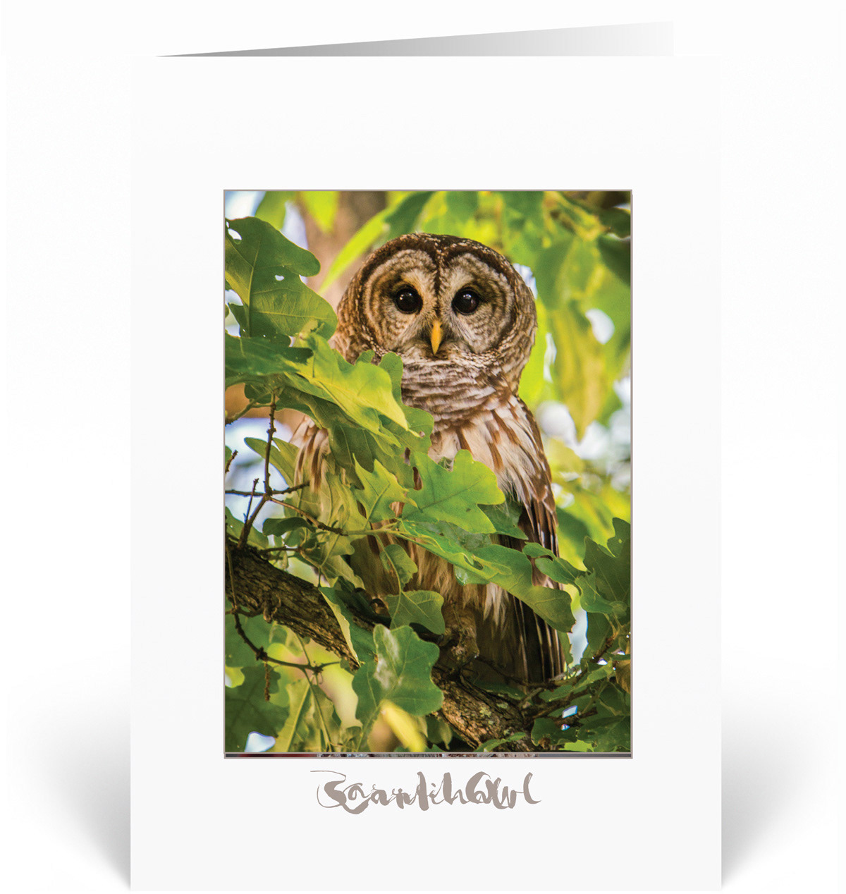 Barred Owl