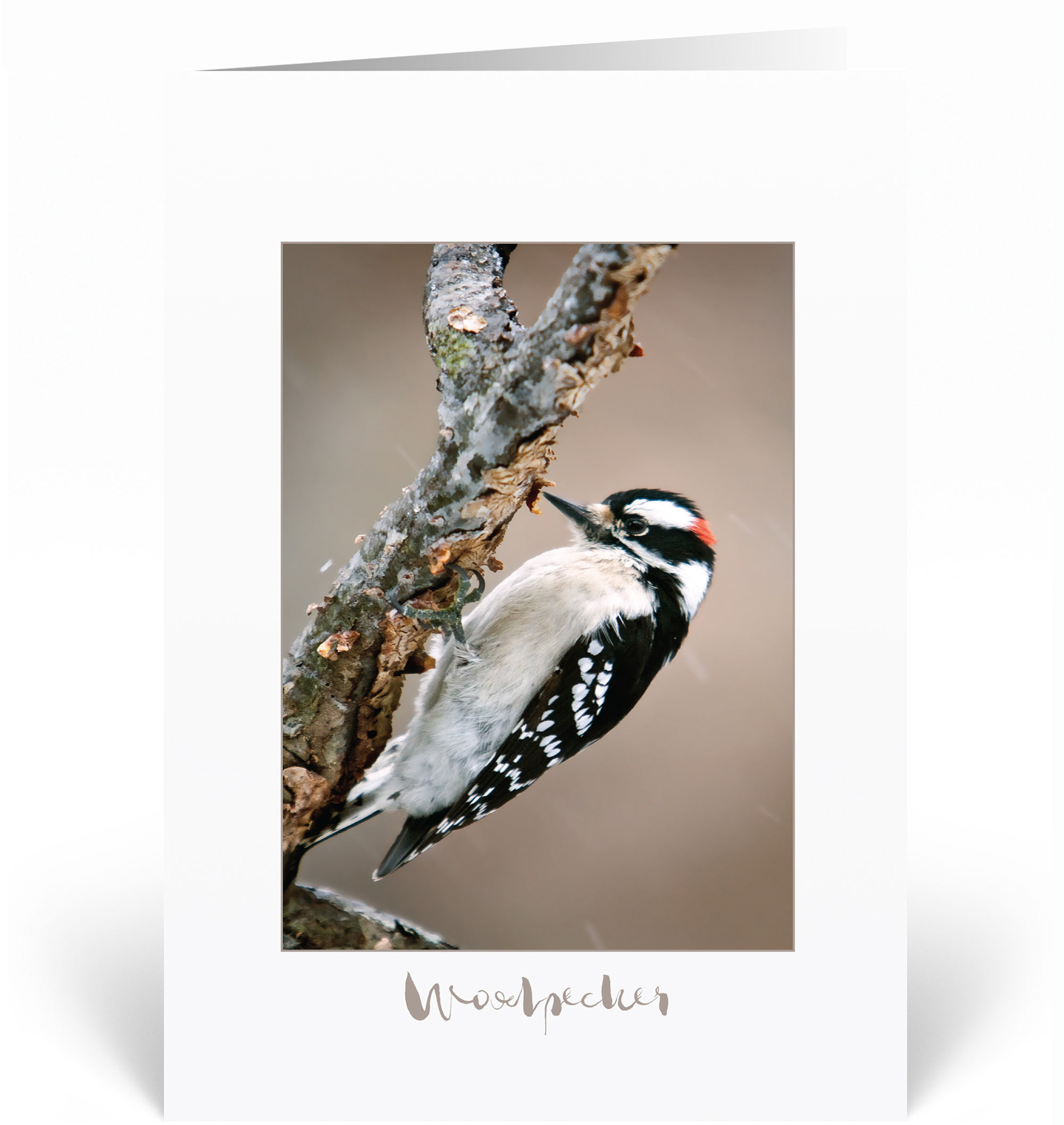 Woodpecker