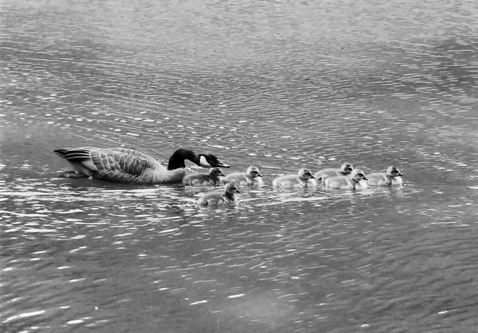 Ryan and the Goslings