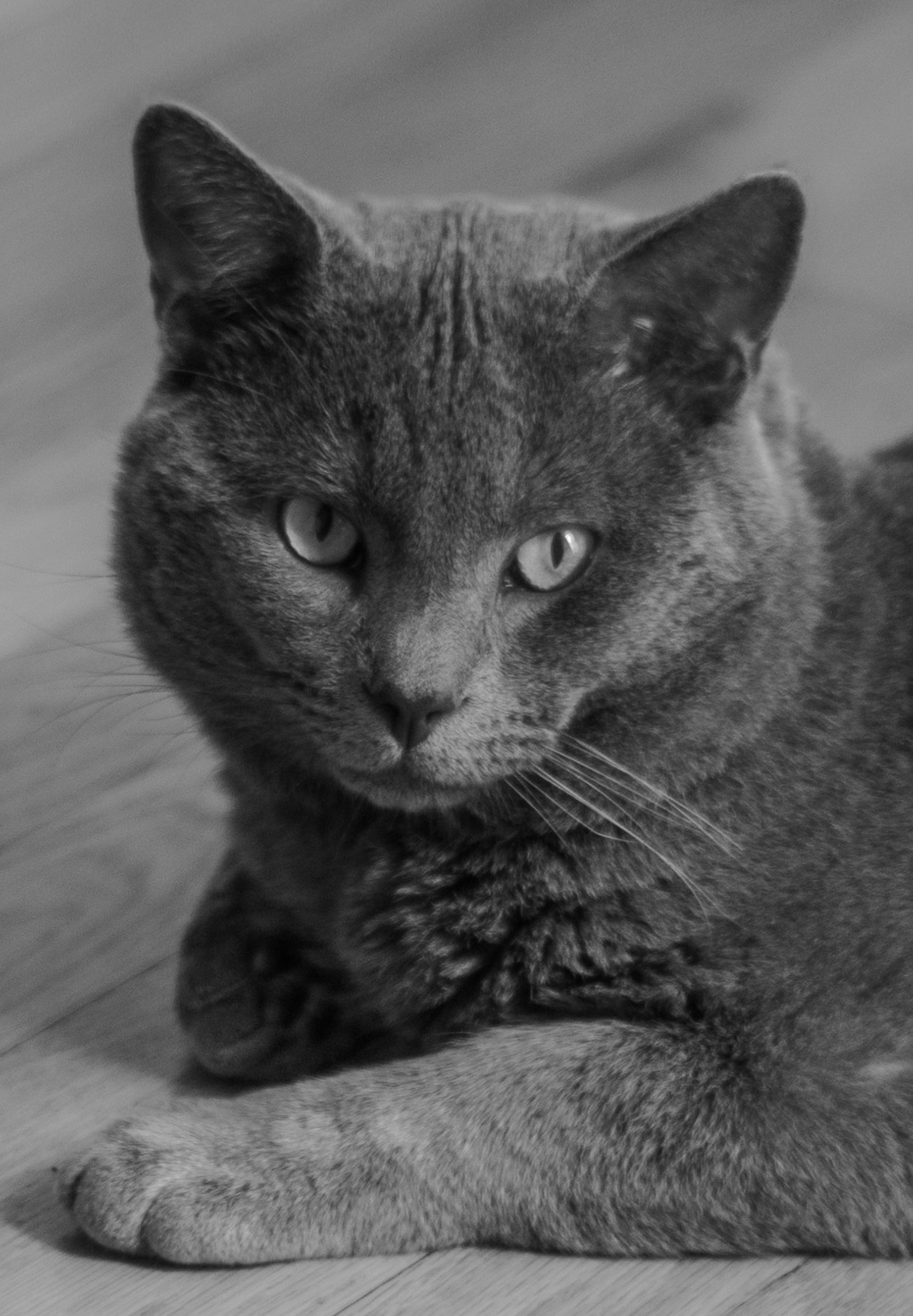 Cat Ingenue