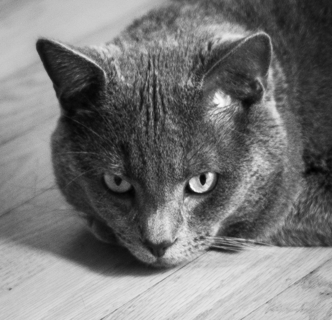 Staredy Cat