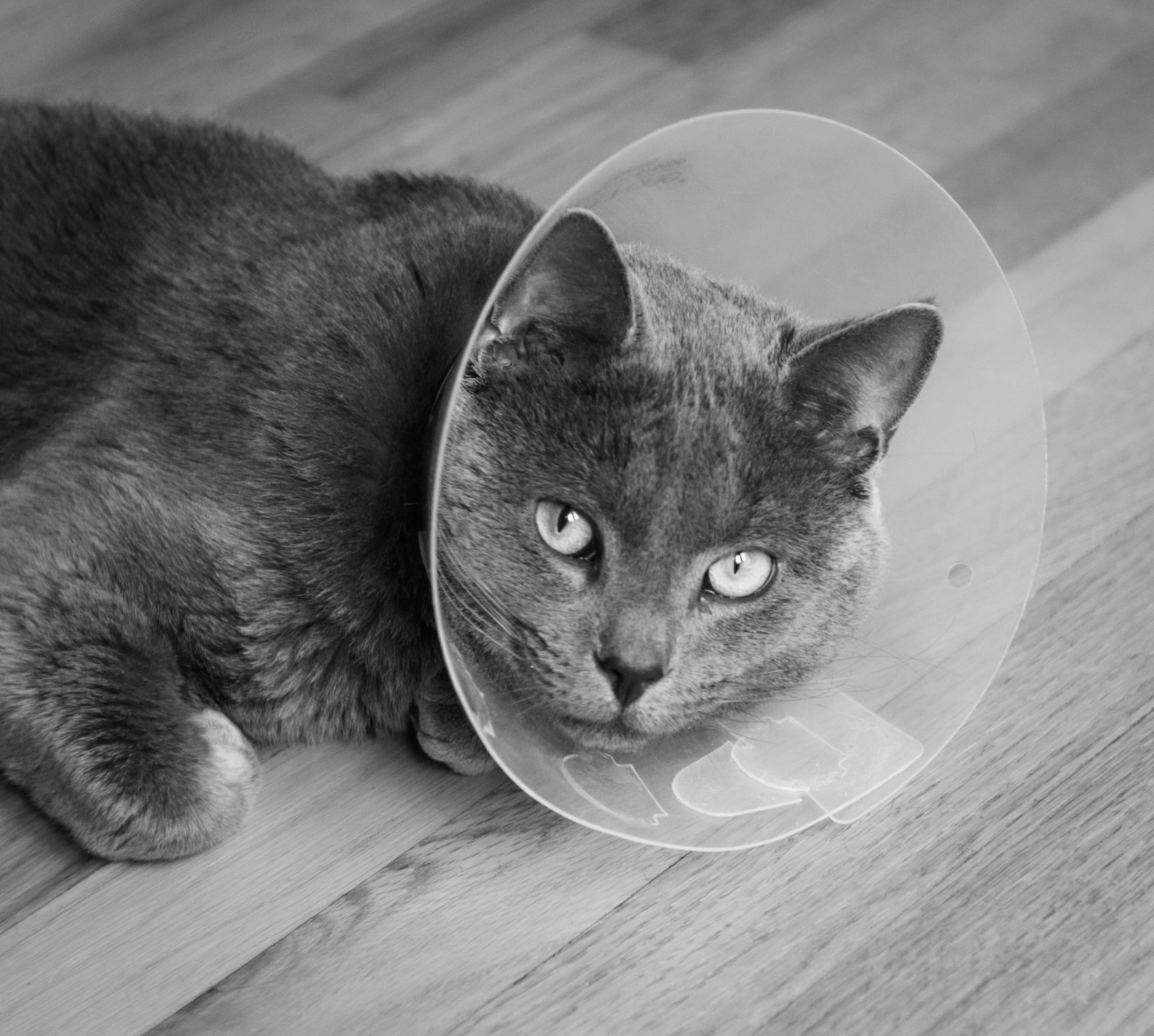 Kitty Cone