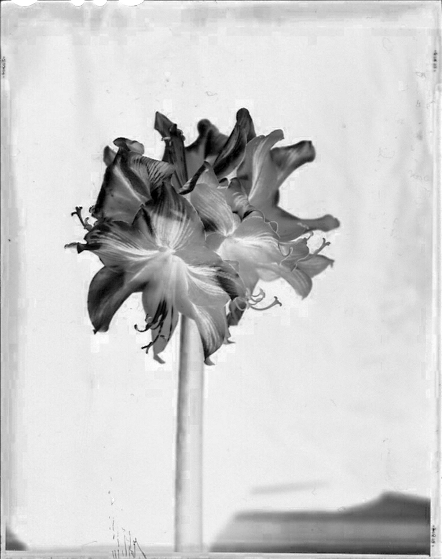 Flower@4x5inch