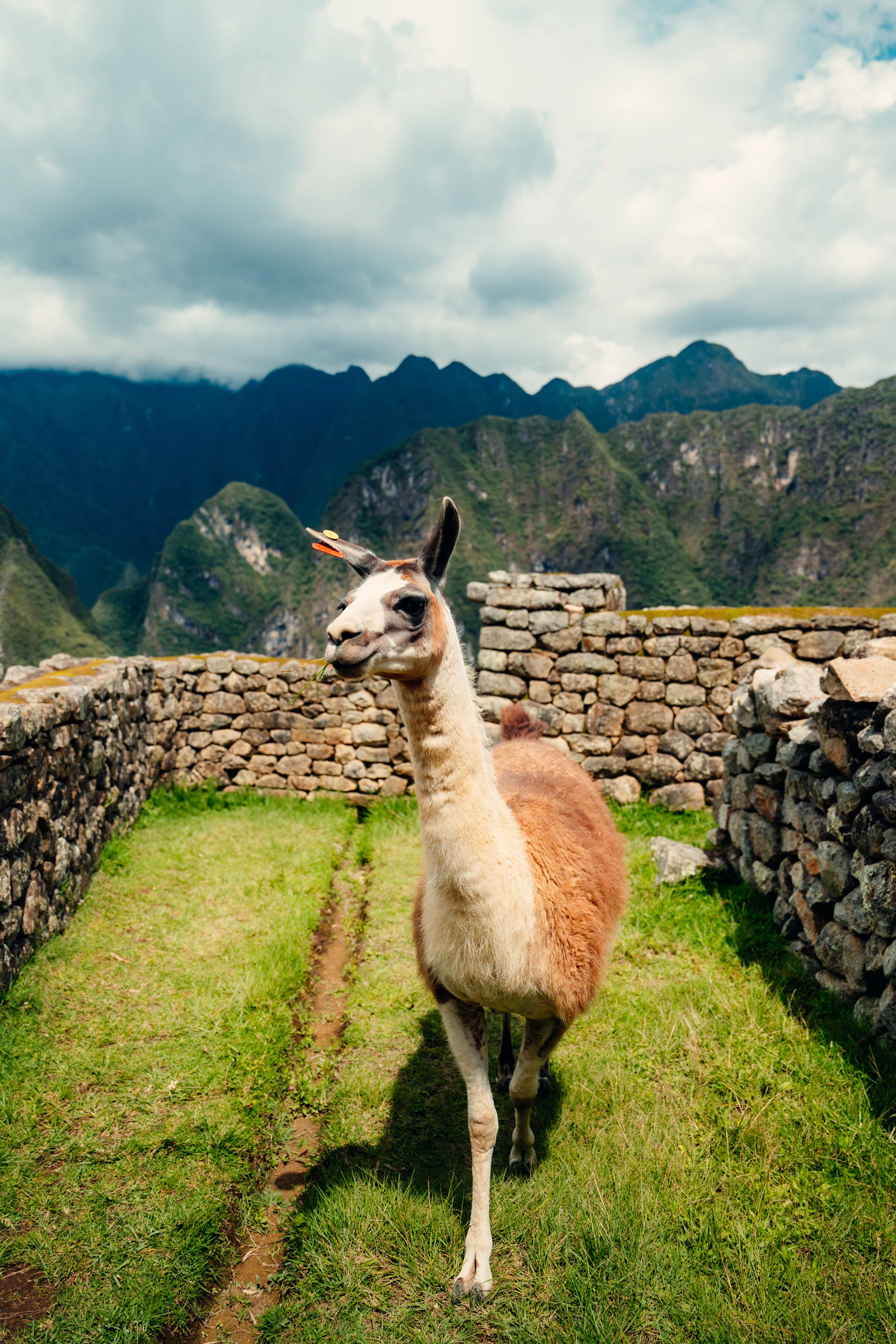 Macchu Picchu, Peru