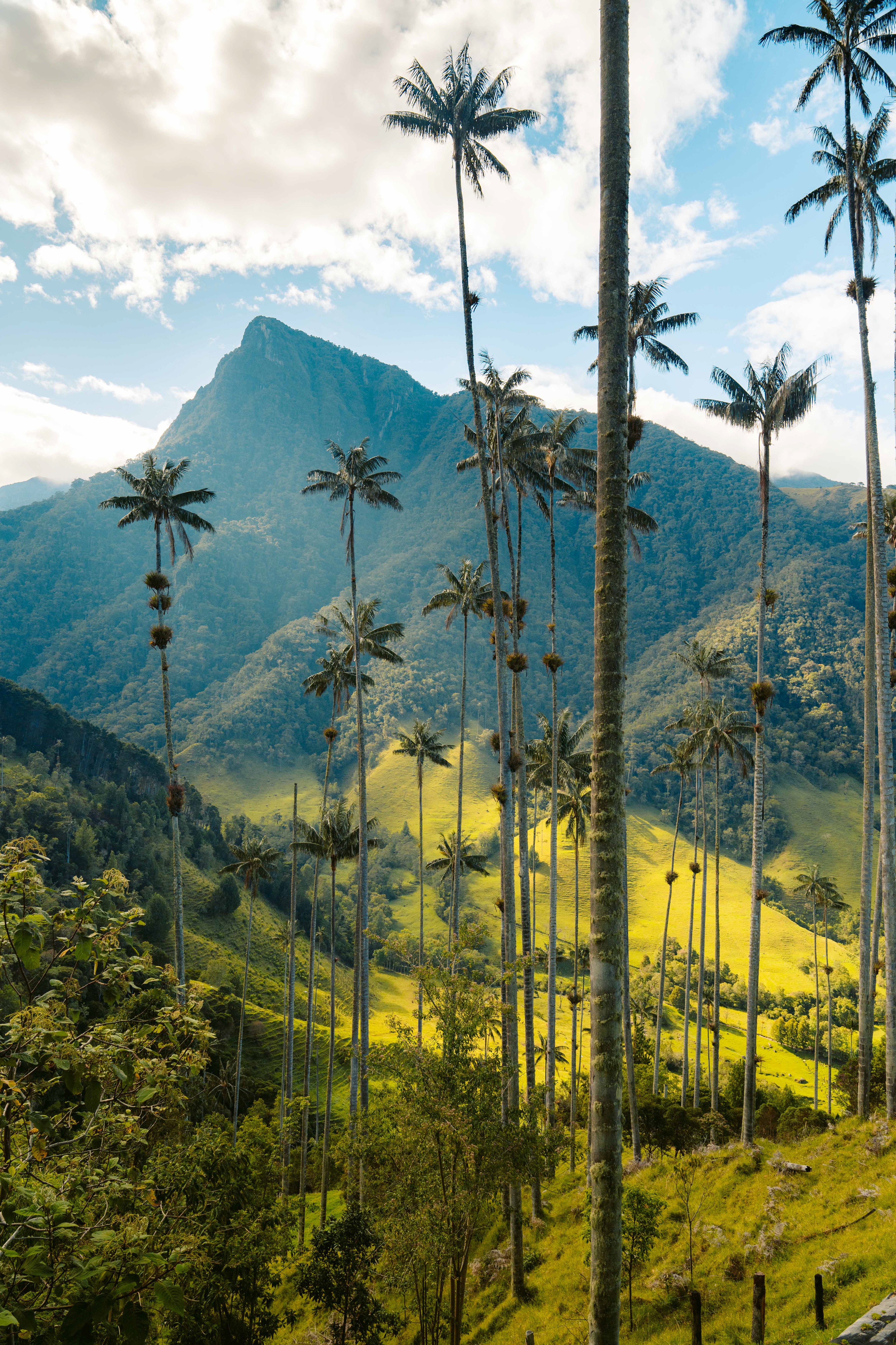 Cocora Valley, Colombia