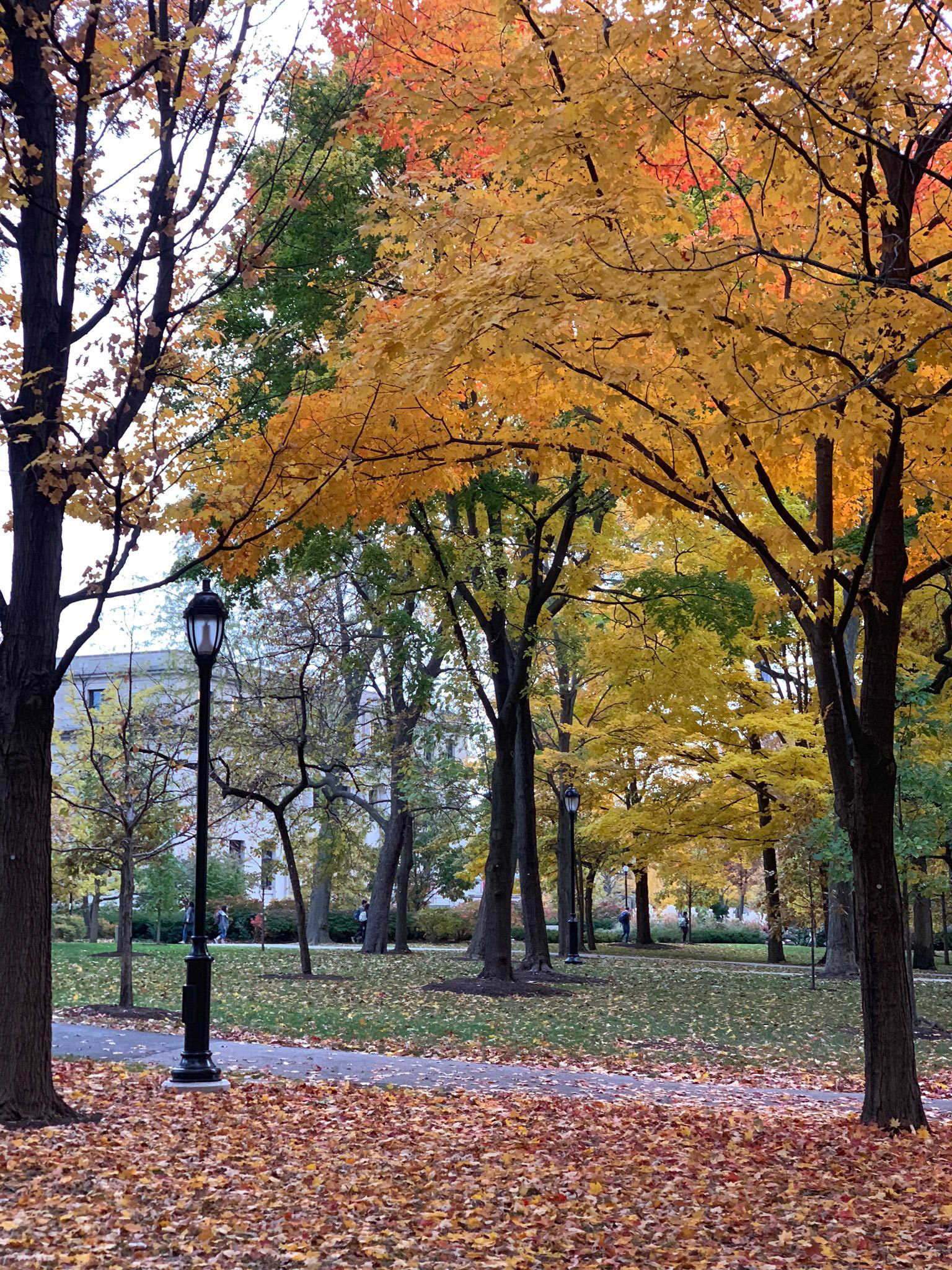 Fall at Northwestern - before Lightroom enhancing