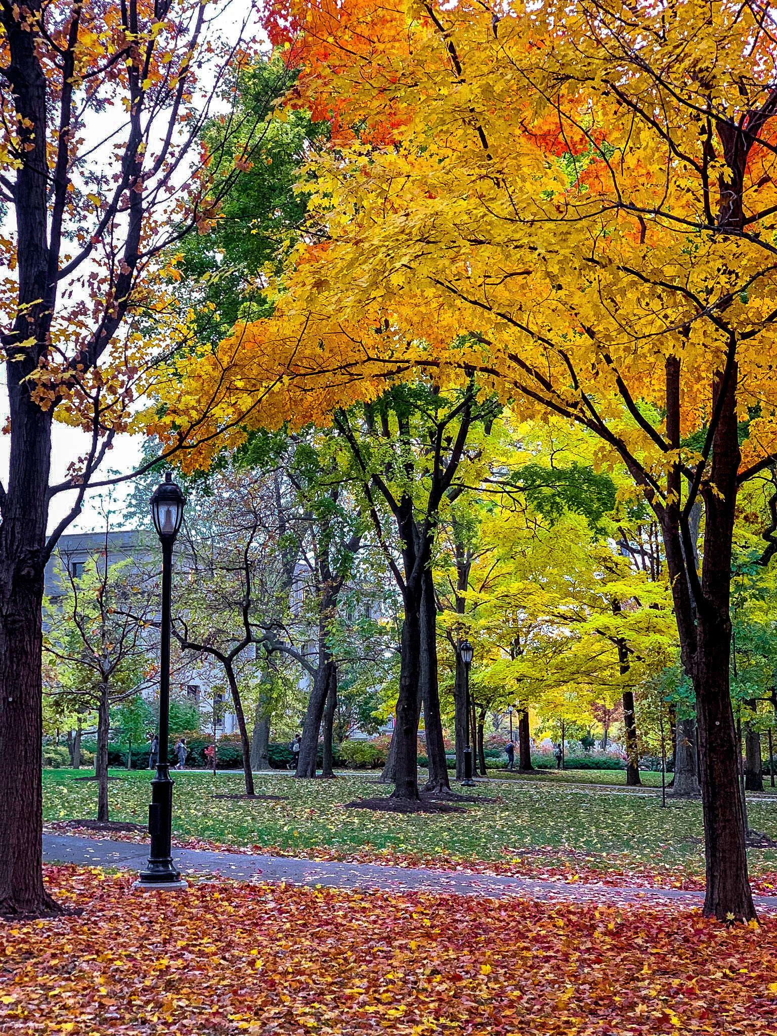 Fall at Northwestern - after Lightroom enhancing