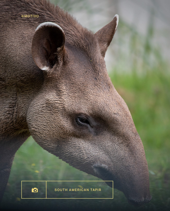 South american tapir Chaco Impenetrable Argentina