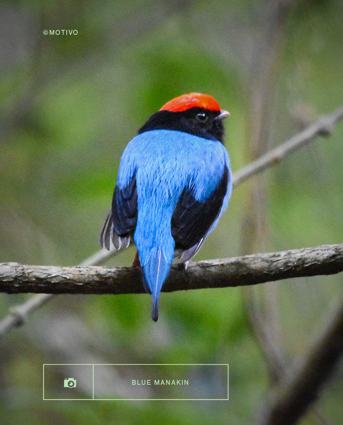 Blue manakin Misiones Iguazu Argentina