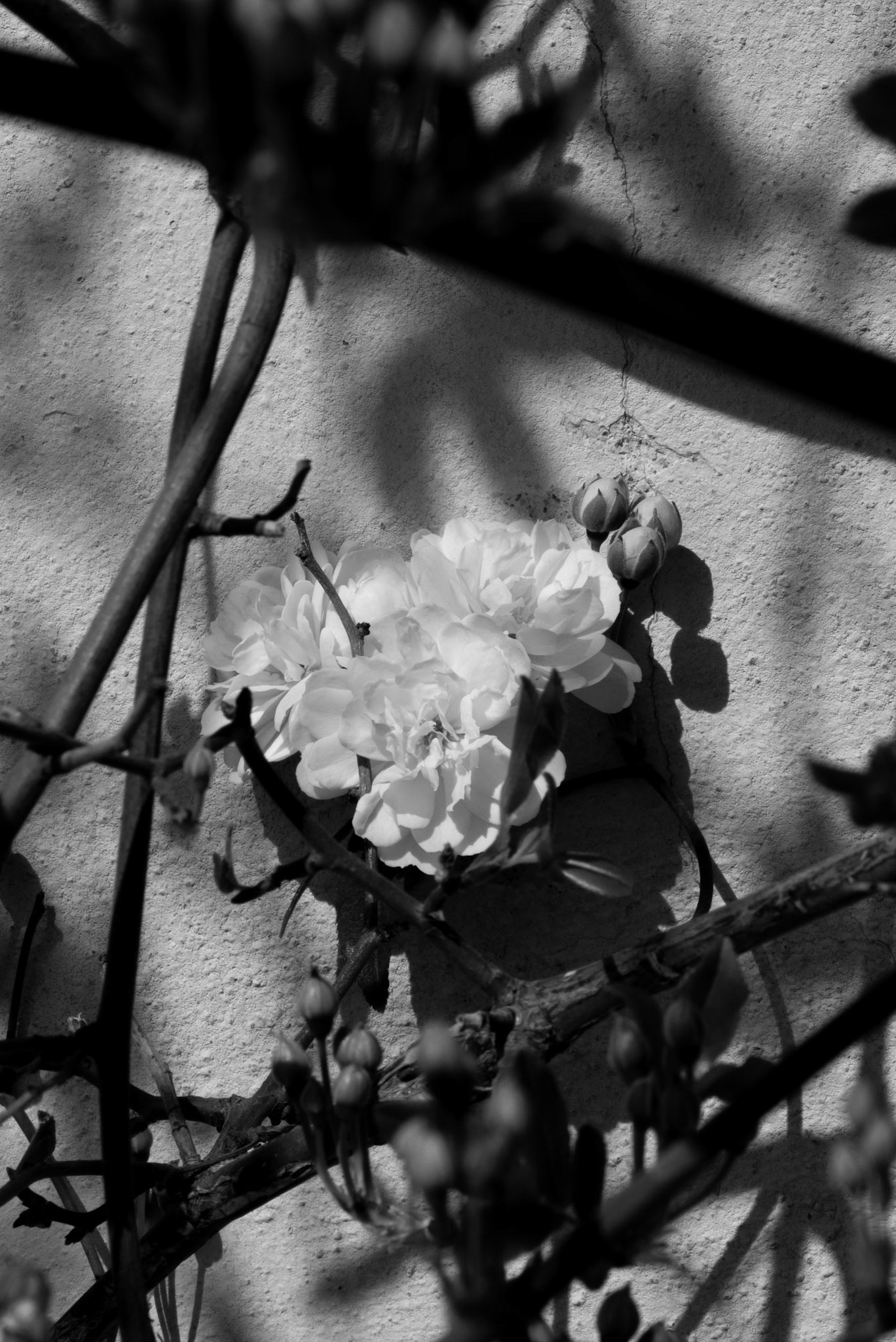 A flower hidden within the thorns in Boboli Gardens