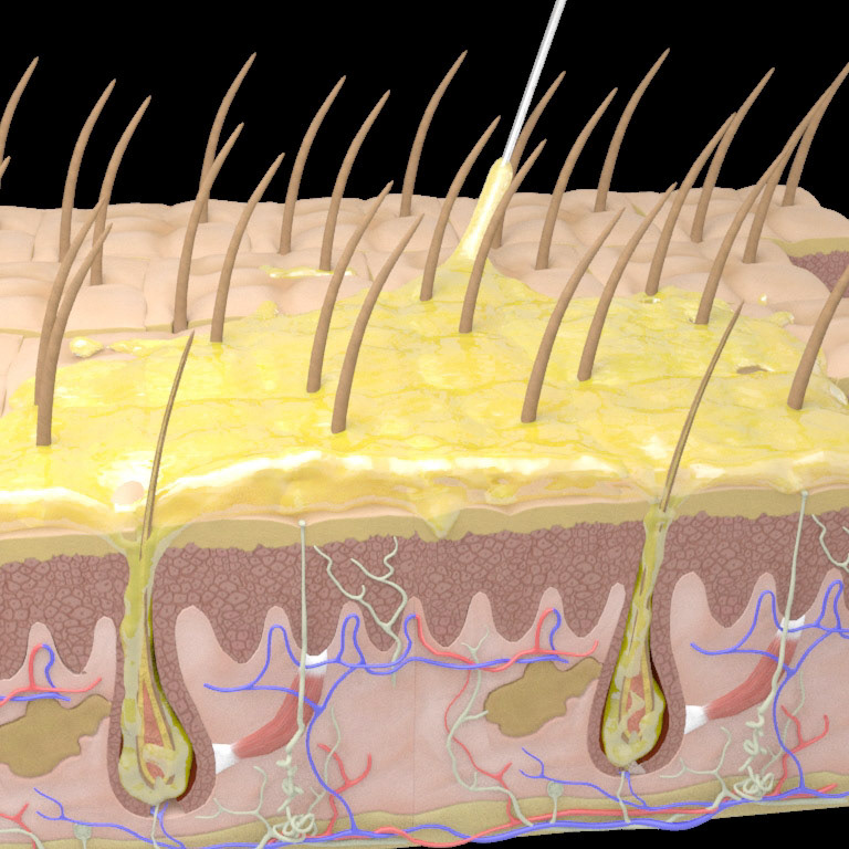 Epidermis cross-section hormone treatment