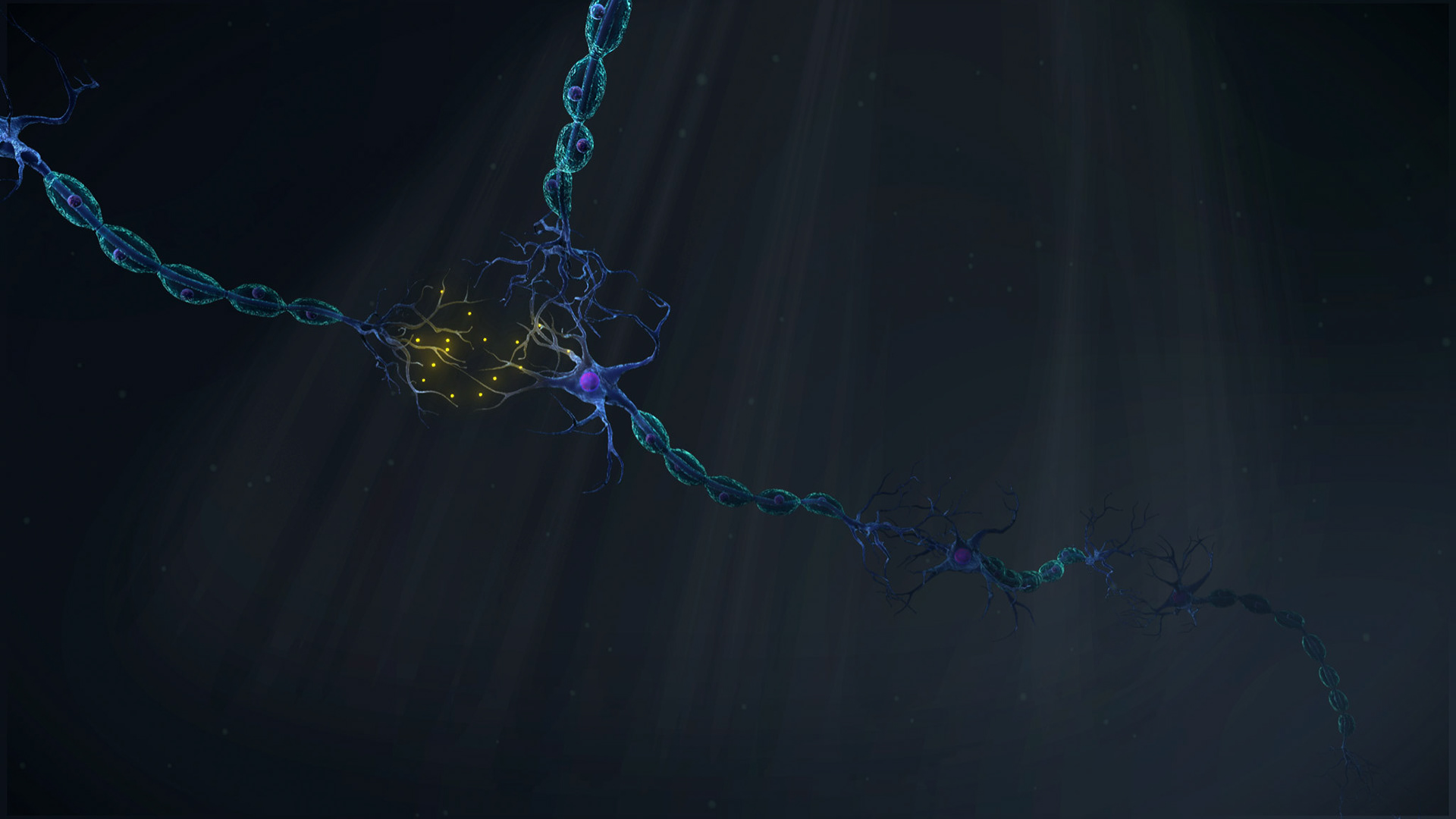 Neuron signalling pathway