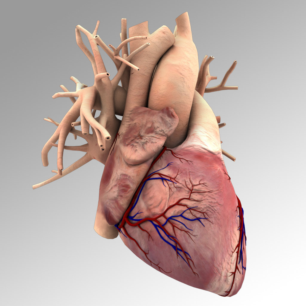 Human heart
