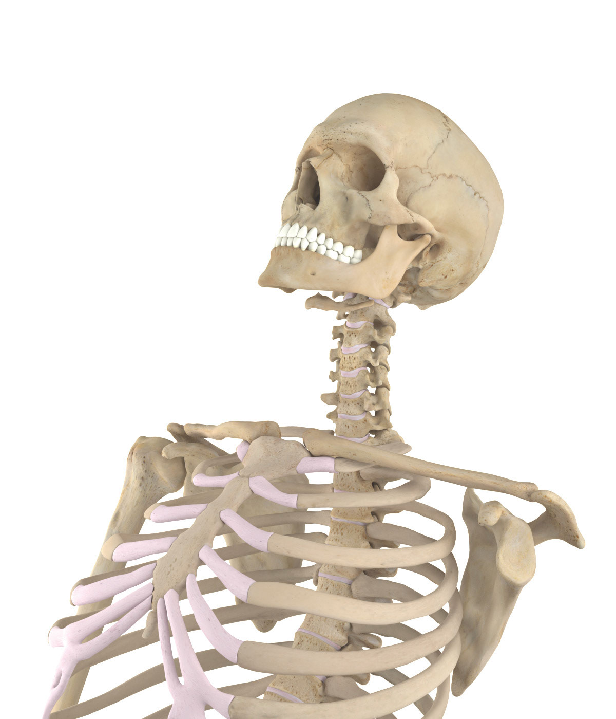 Skeleton reclining