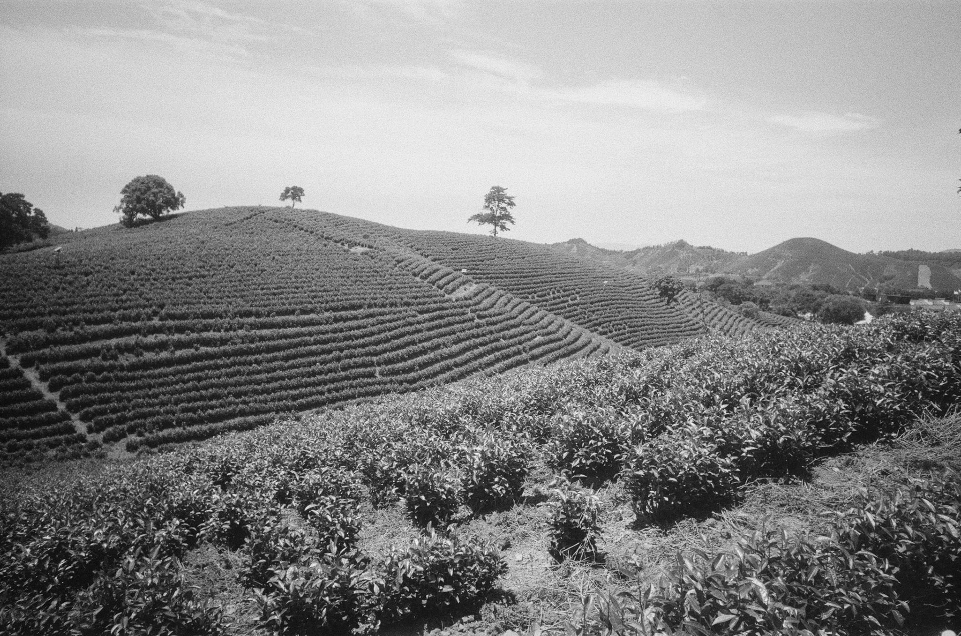 New Classic EZ400 35mm BW Film - ISO 400 - 135 | Scanned by Nice Film Club