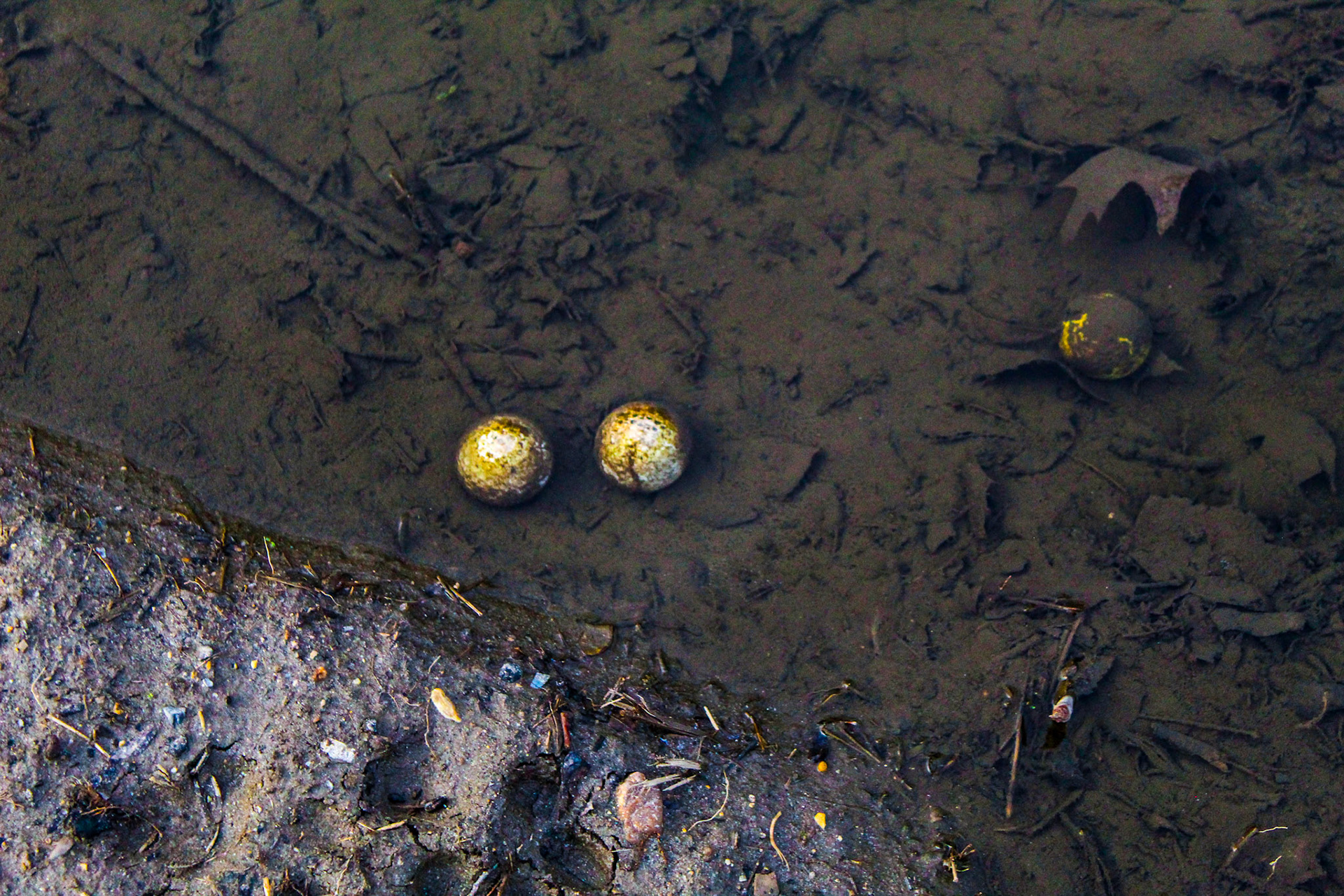 Balls at the Beach, Sean Morett 2024