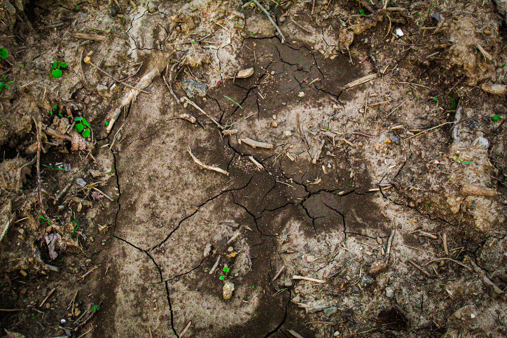 Scorched Earth, Sean Morett 2024