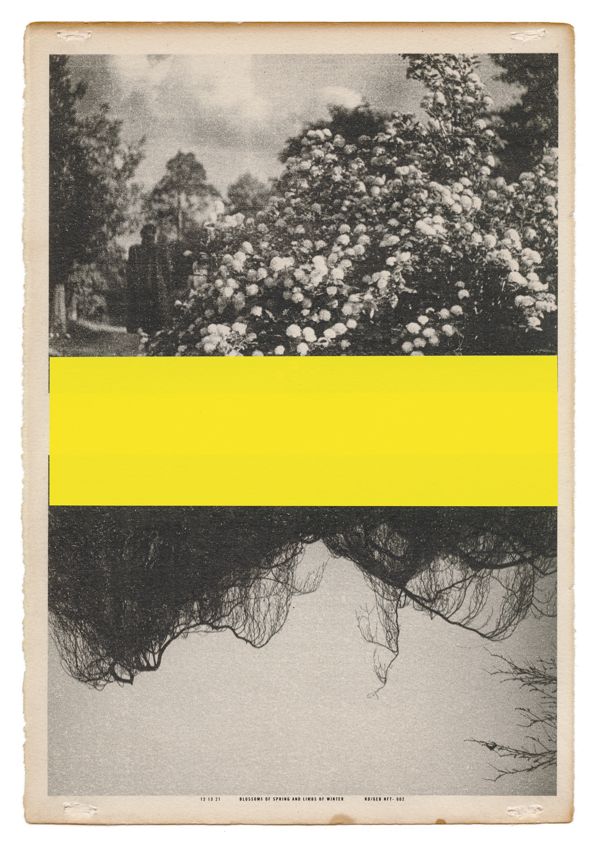 12 13 21 BLOSSOMS OF SPRING AND LIMBS OF WINTER