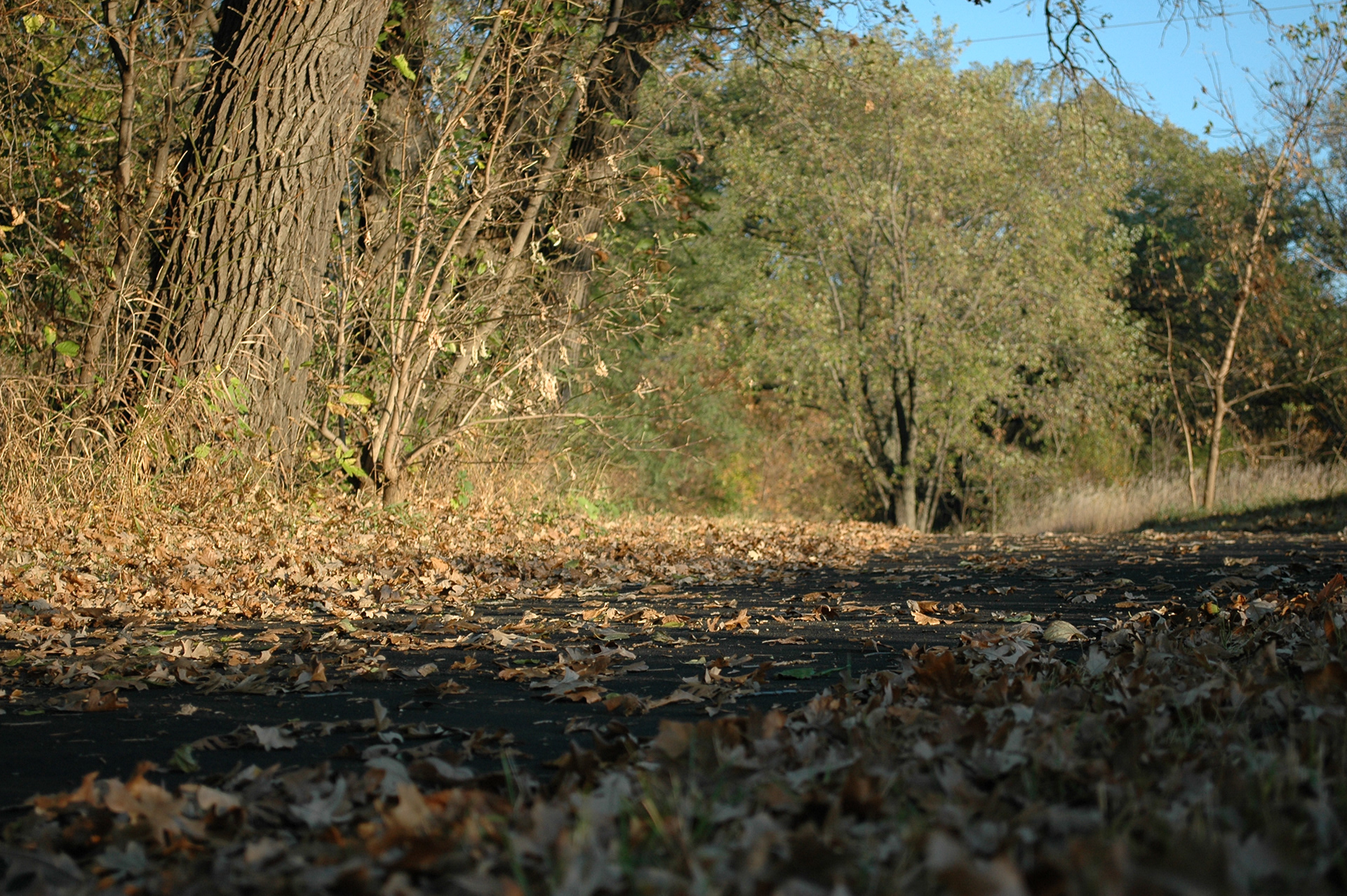Walking path near the Rum River in Anoka, Minn.