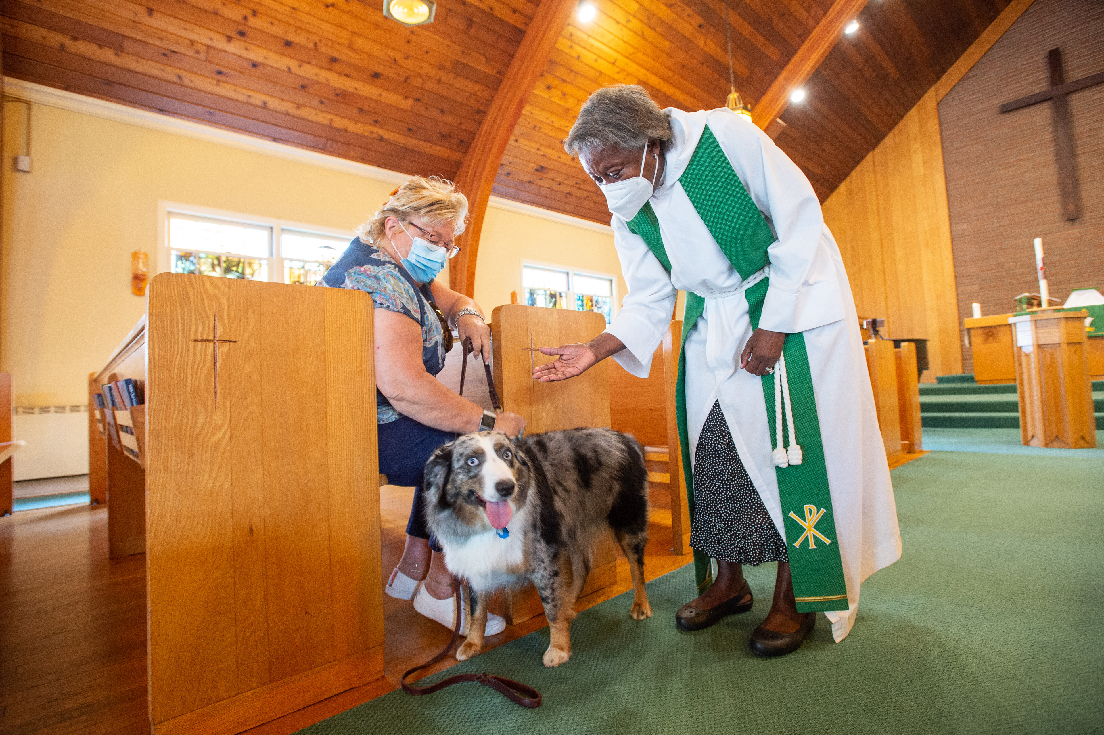 Dog at St Paul Church. Blessing of the animals.