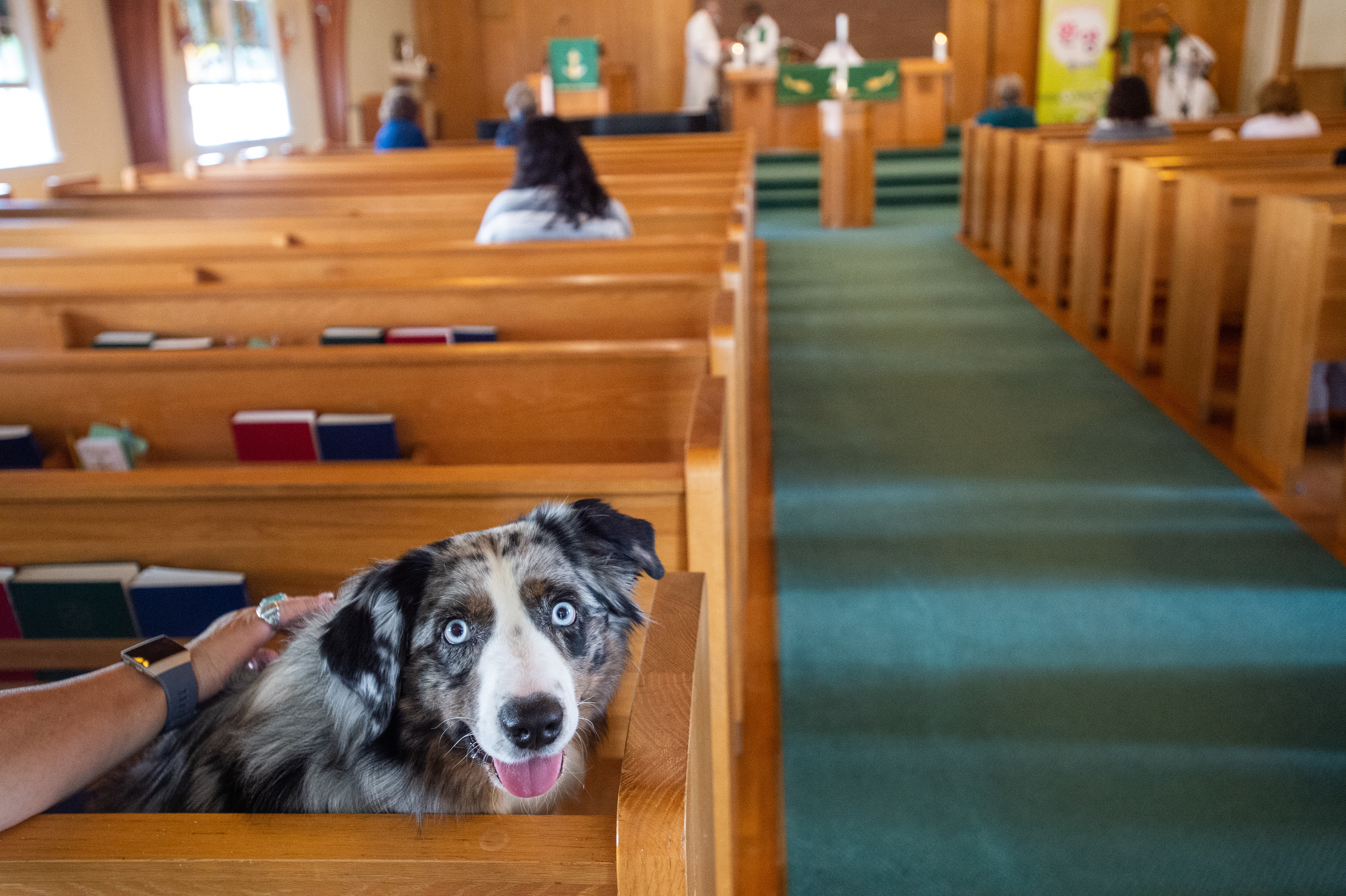 Dog at Worship St Paul Church, Ridgefield, NJ