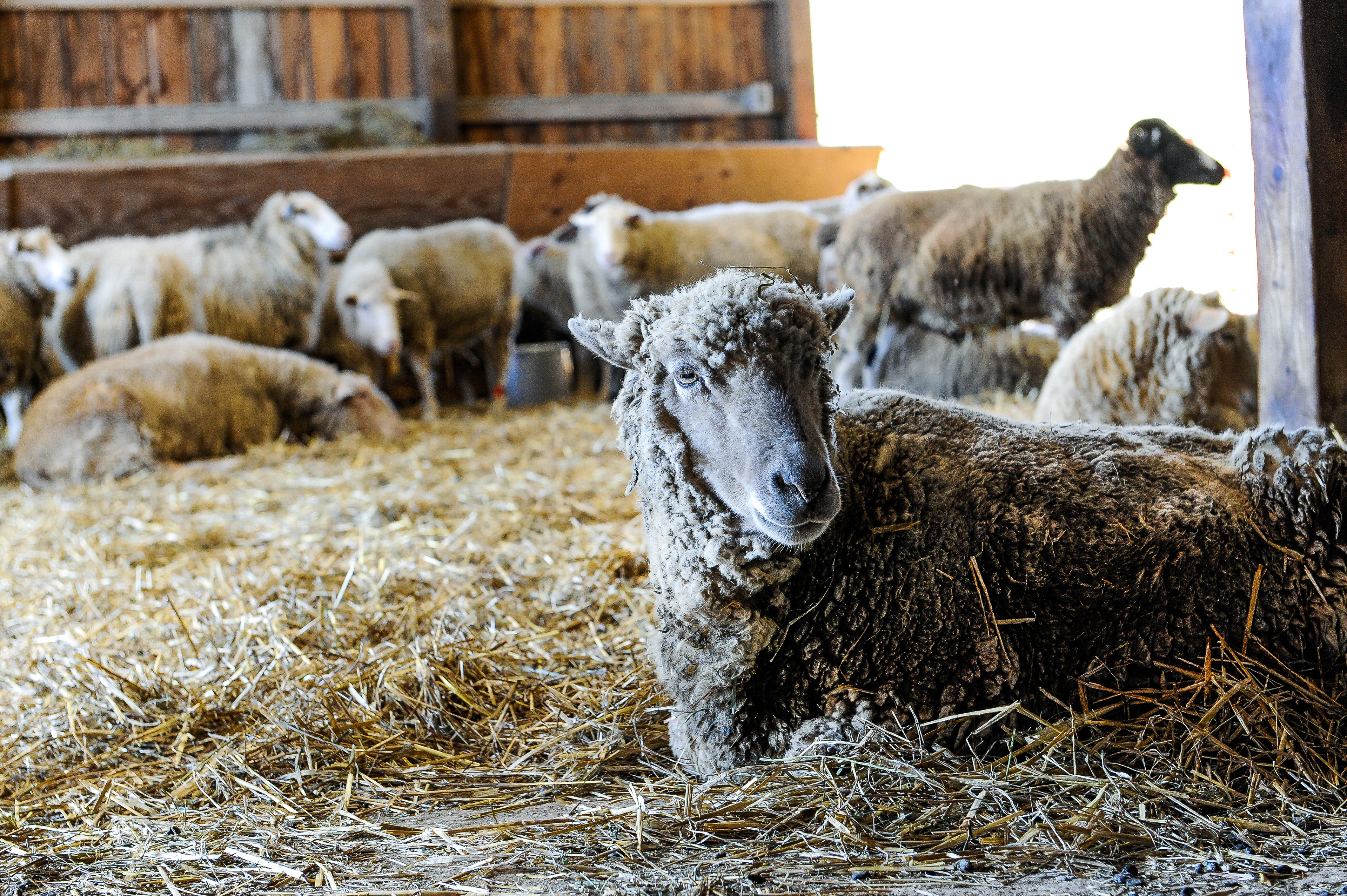 The sheep barn, Farm Sanctuary