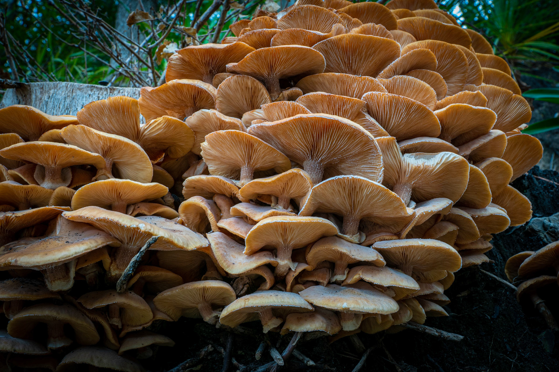 Fungi at Portmerrion