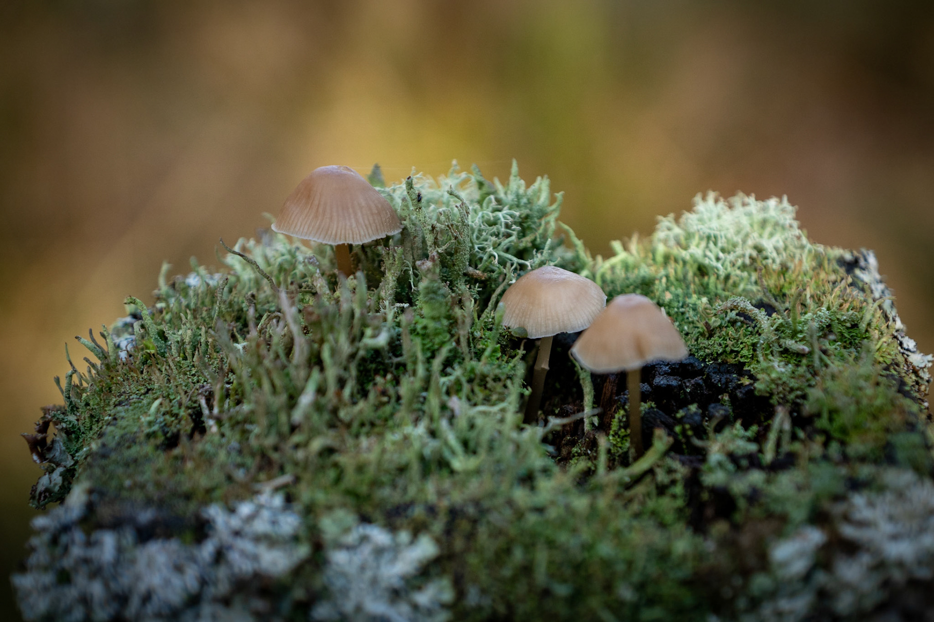 Life on top a fence post, Cors Caron Nature Reserve