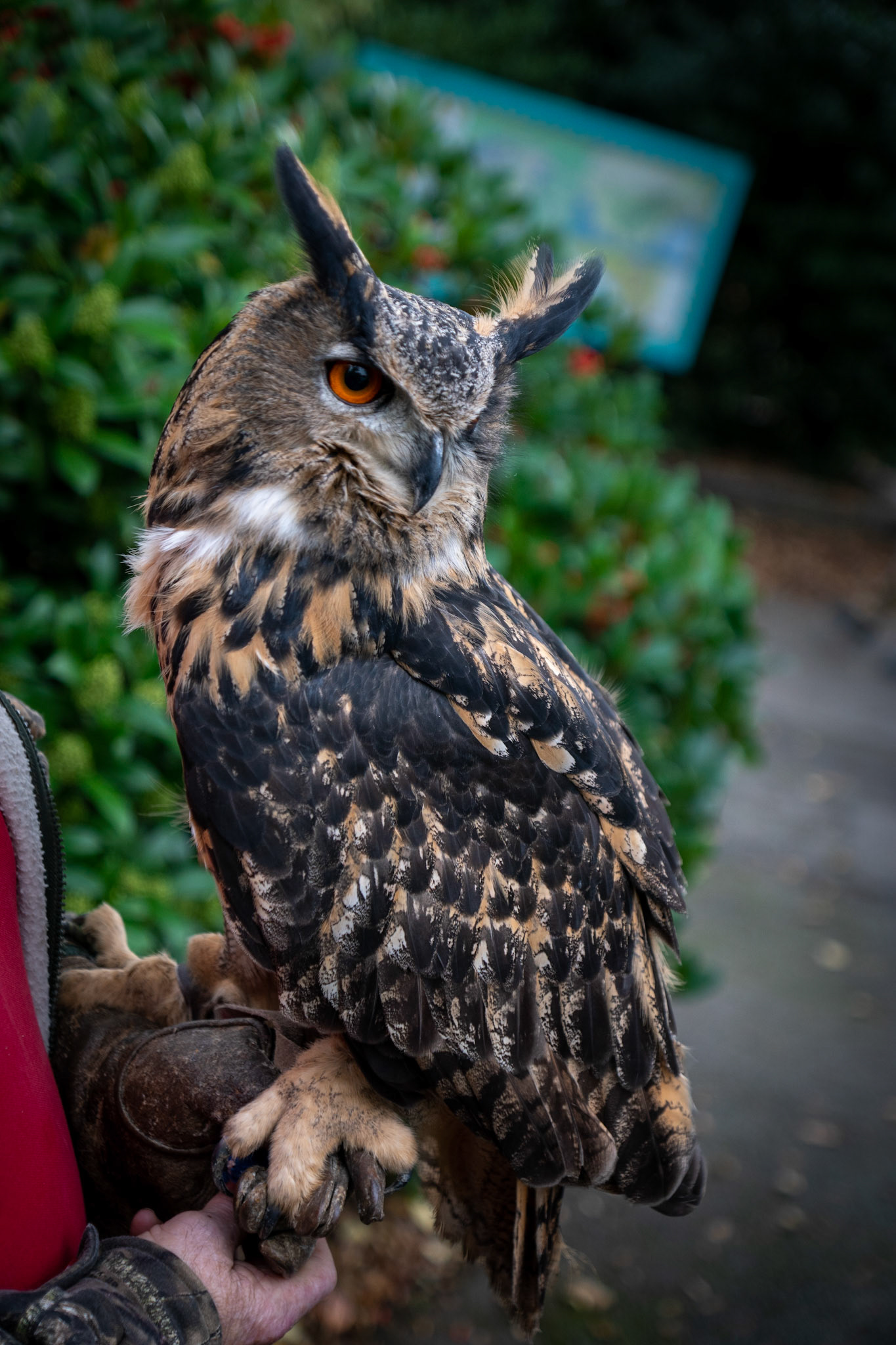 Owl at Portmerrion